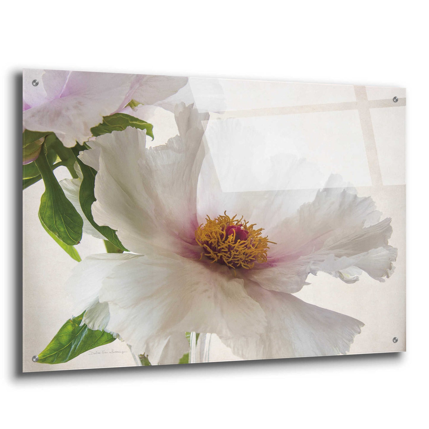 Epic Art 'Translucent Peony VI' by Debra Van Swearingen, Acrylic Glass Wall Art,36x24