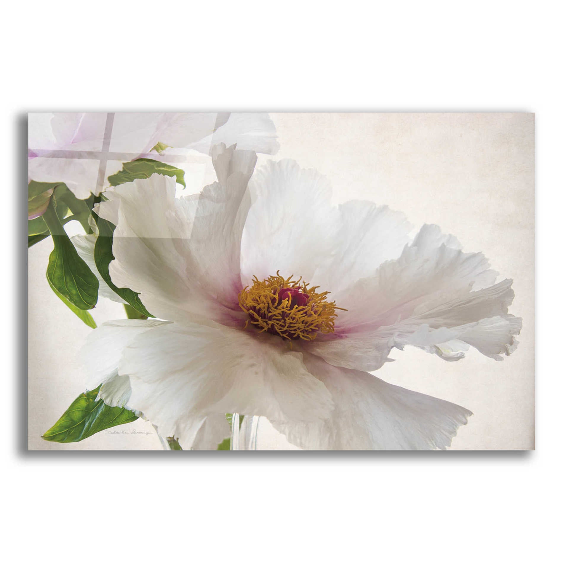 Epic Art 'Translucent Peony VI' by Debra Van Swearingen, Acrylic Glass Wall Art