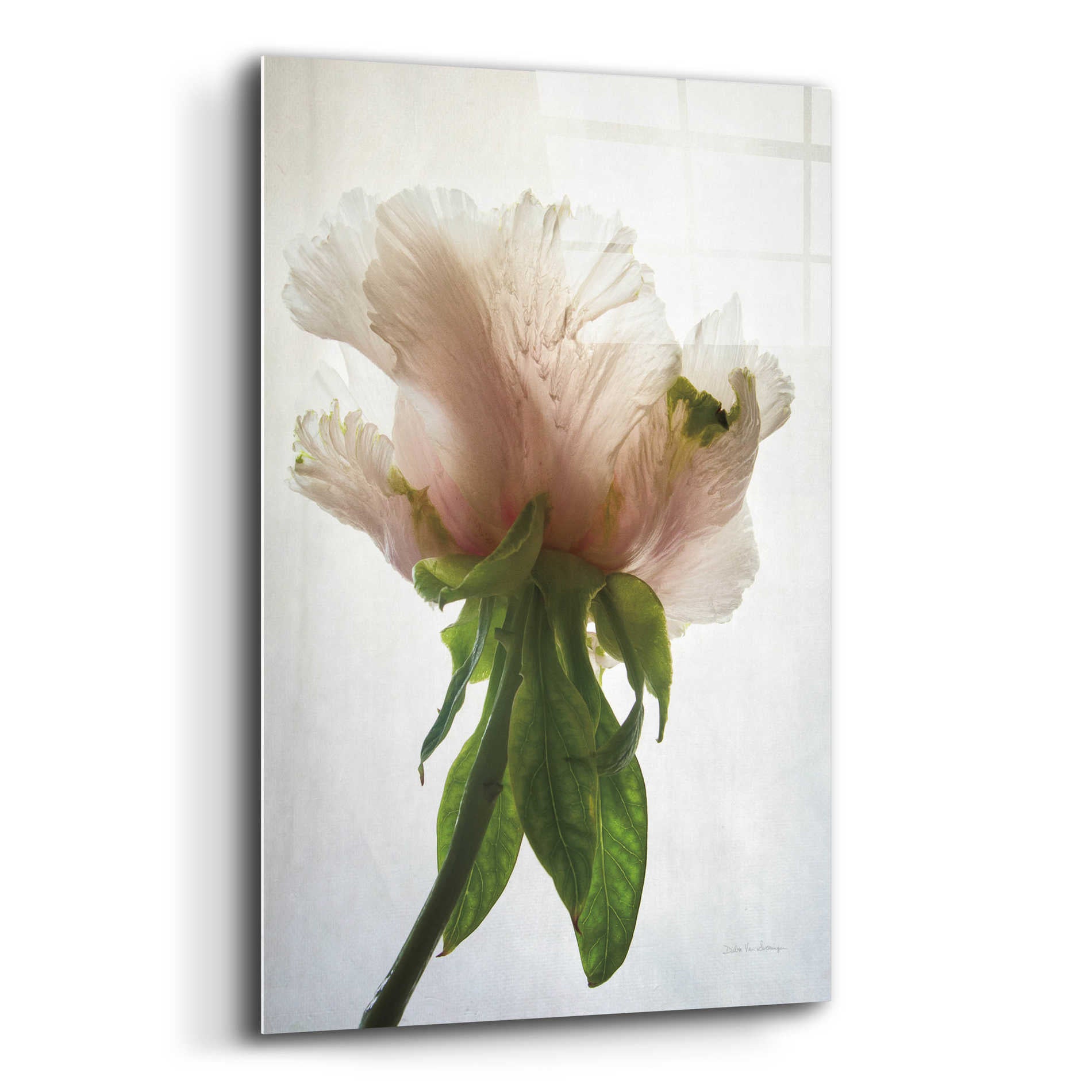 Epic Art 'Translucent Peony VII' by Debra Van Swearingen, Acrylic Glass Wall Art,12x16