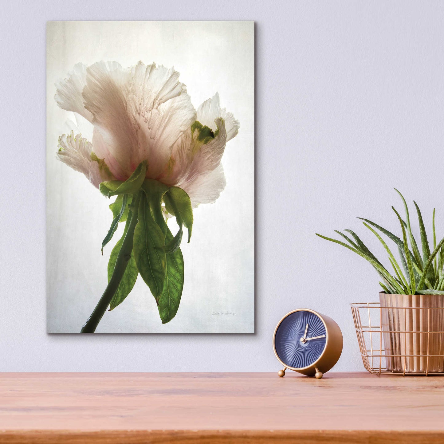 Epic Art 'Translucent Peony VII' by Debra Van Swearingen, Acrylic Glass Wall Art,12x16