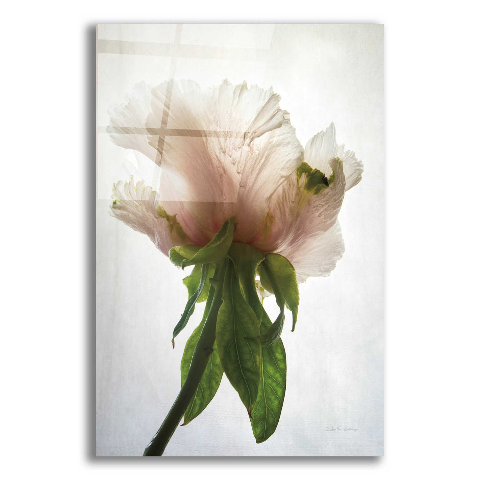 Epic Art 'Translucent Peony VII' by Debra Van Swearingen, Acrylic Glass Wall Art,12x16