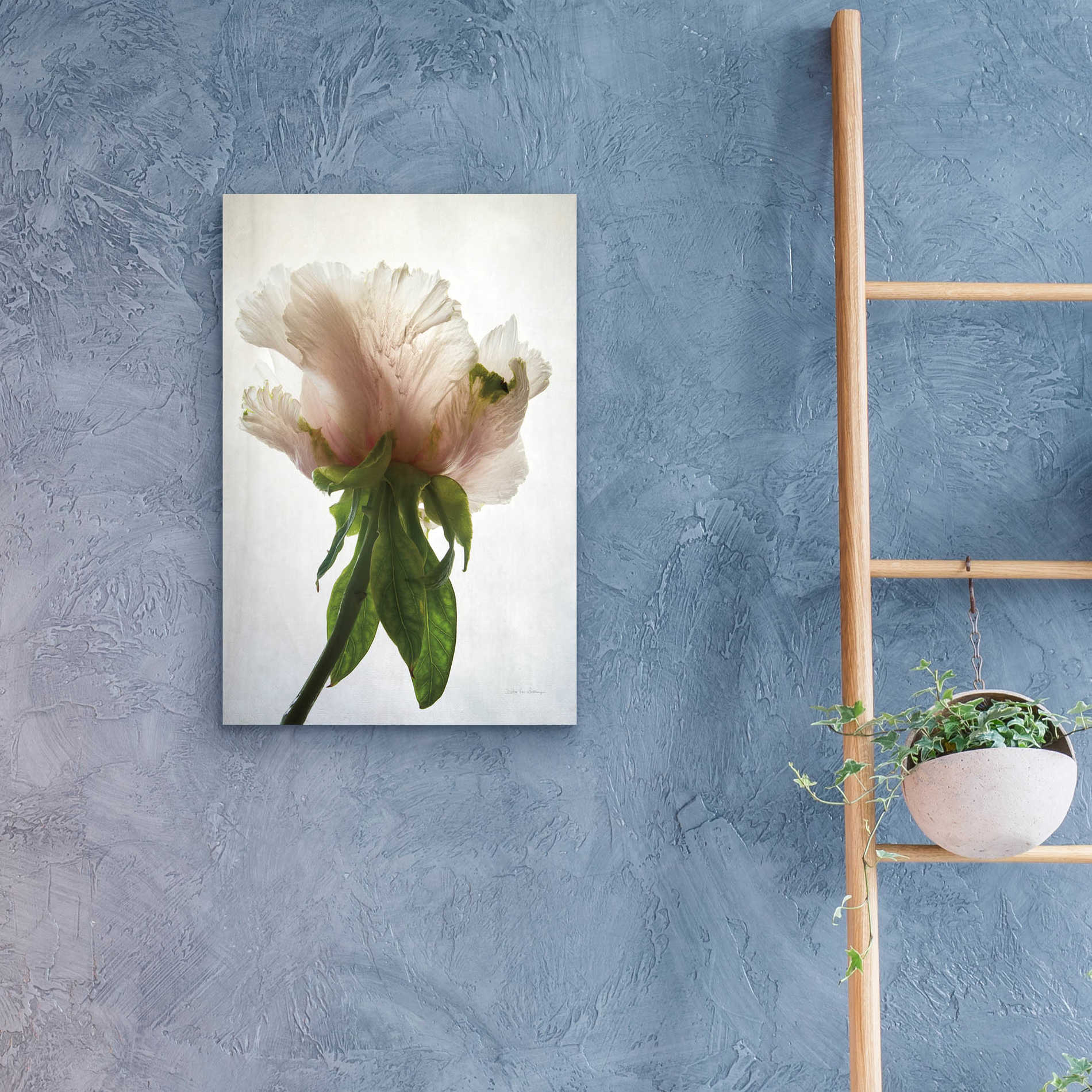 Epic Art 'Translucent Peony VII' by Debra Van Swearingen, Acrylic Glass Wall Art,16x24