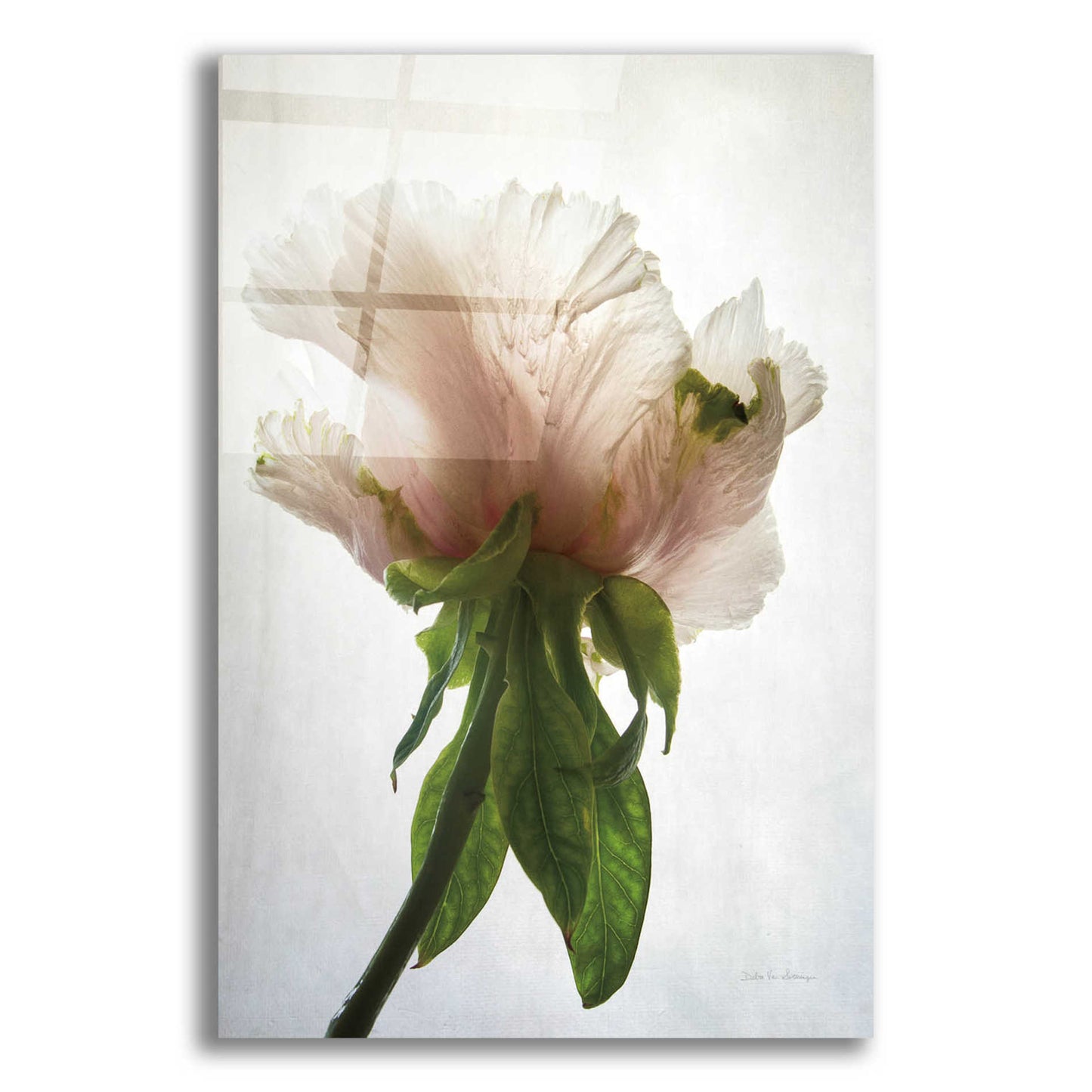 Epic Art 'Translucent Peony VII' by Debra Van Swearingen, Acrylic Glass Wall Art,16x24