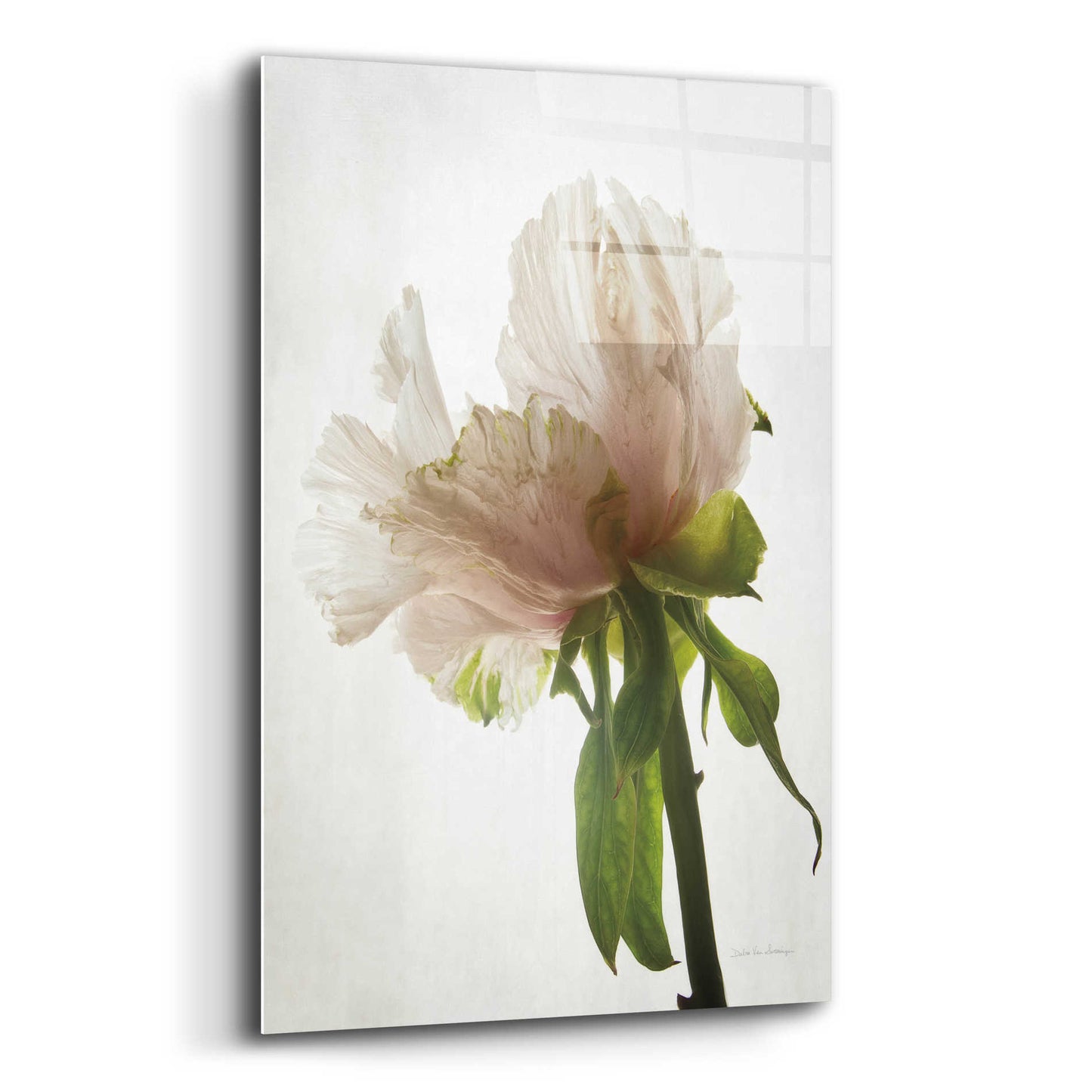 Epic Art 'Translucent Peony VIII' by Debra Van Swearingen, Acrylic Glass Wall Art,12x16