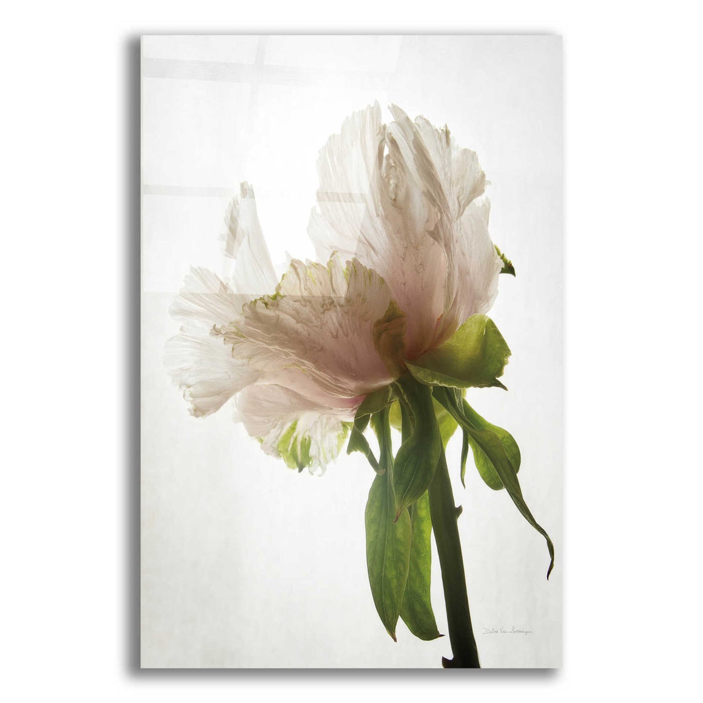 Epic Art 'Translucent Peony VIII' by Debra Van Swearingen, Acrylic Glass Wall Art,12x16