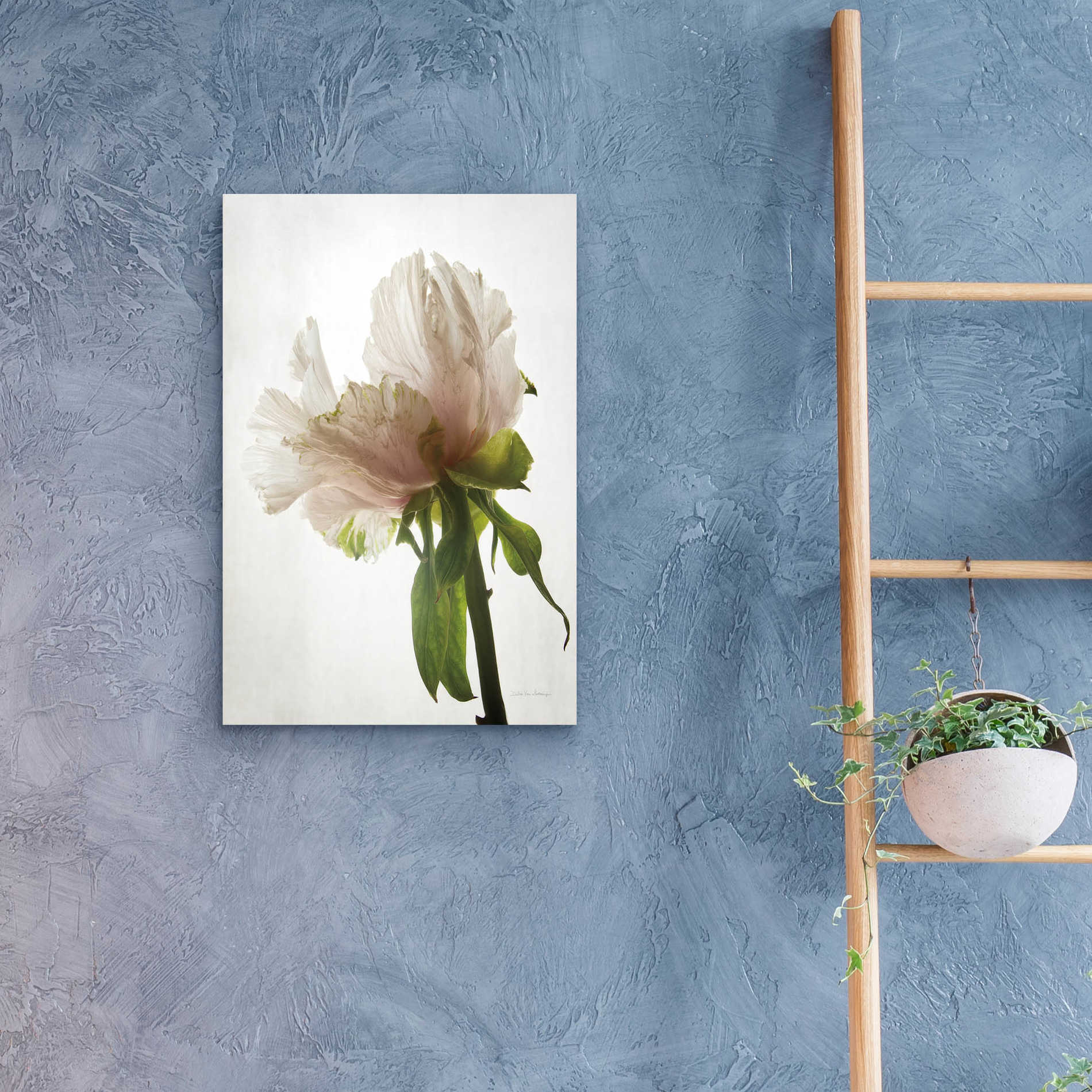 Epic Art 'Translucent Peony VIII' by Debra Van Swearingen, Acrylic Glass Wall Art,16x24