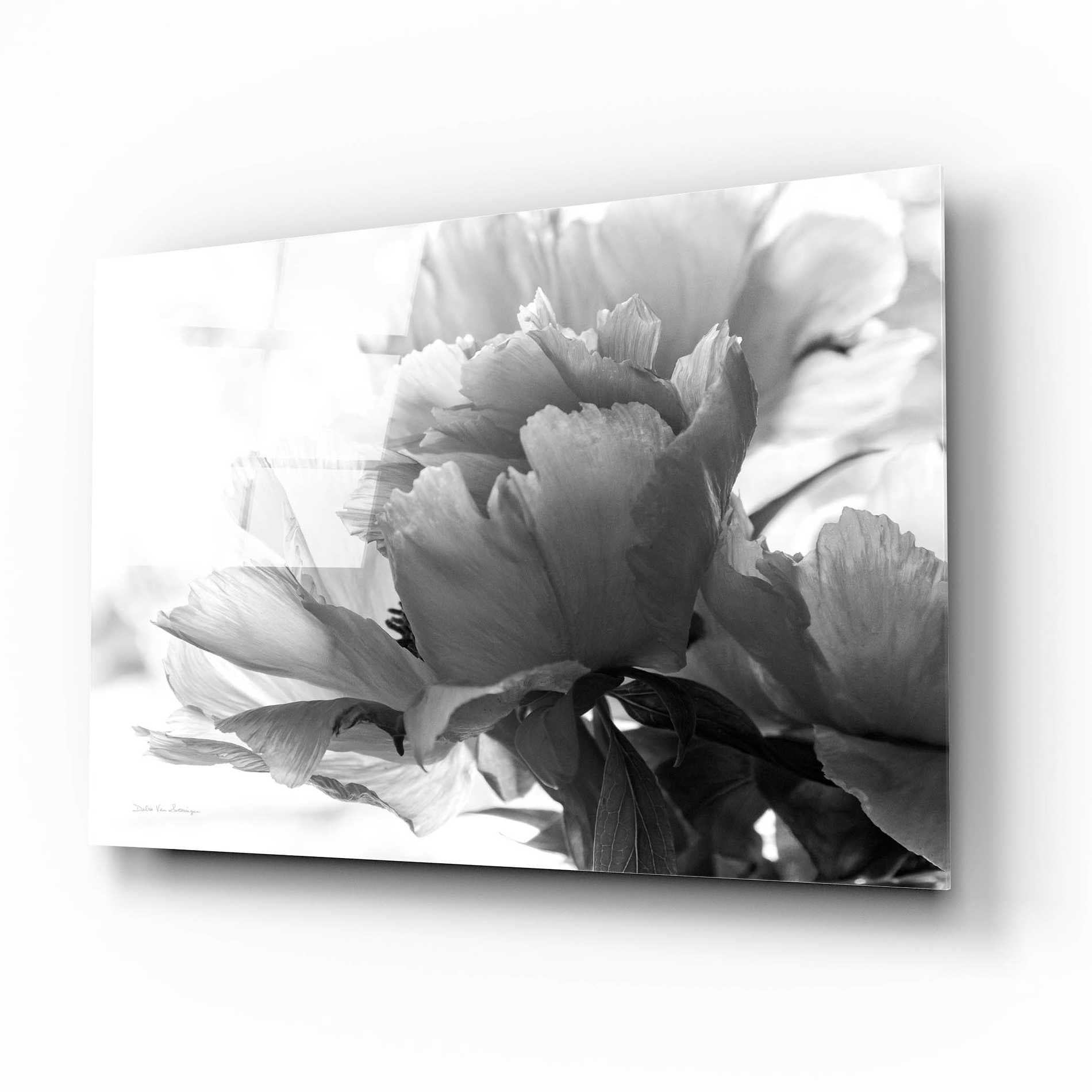 Epic Art 'Translucent Peony IBW' by Debra Van Swearingen, Acrylic Glass Wall Art,16x12