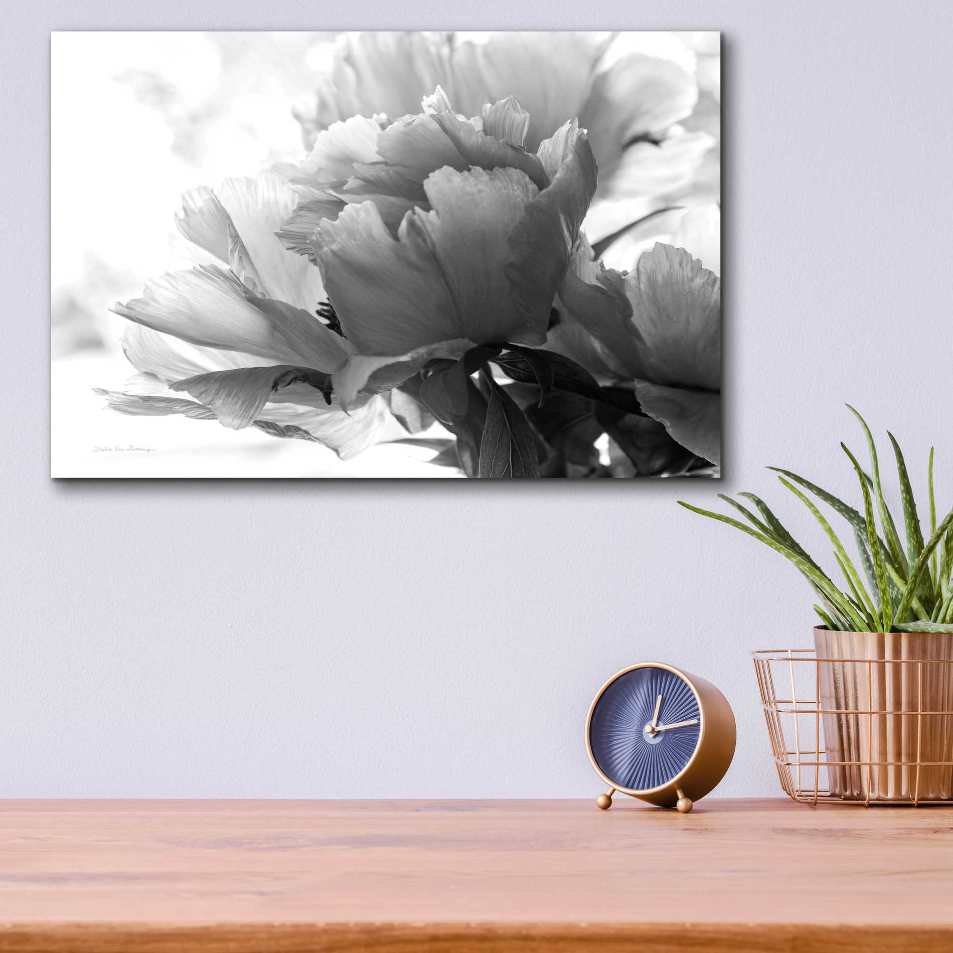 Epic Art 'Translucent Peony IBW' by Debra Van Swearingen, Acrylic Glass Wall Art,16x12