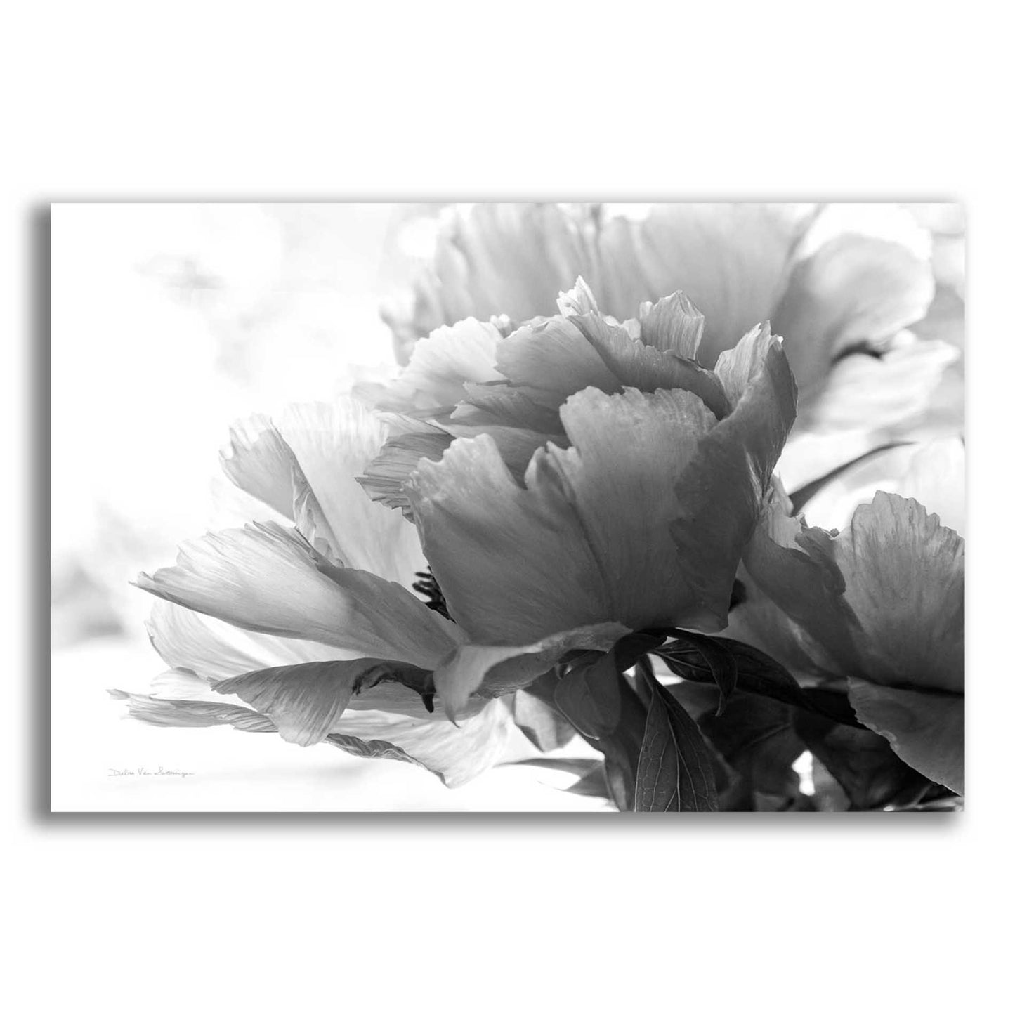 Epic Art 'Translucent Peony IBW' by Debra Van Swearingen, Acrylic Glass Wall Art,24x16