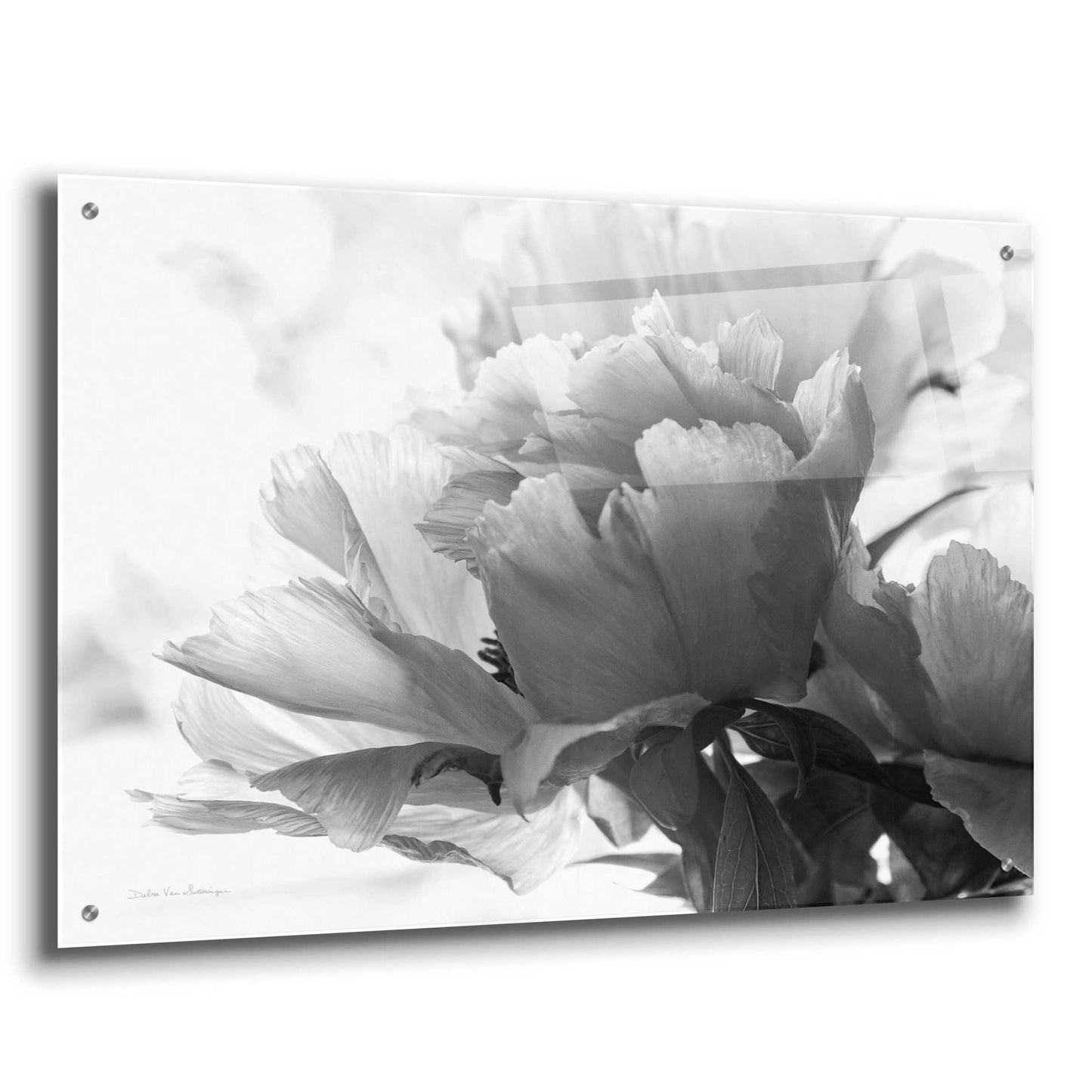 Epic Art 'Translucent Peony IBW' by Debra Van Swearingen, Acrylic Glass Wall Art,36x24