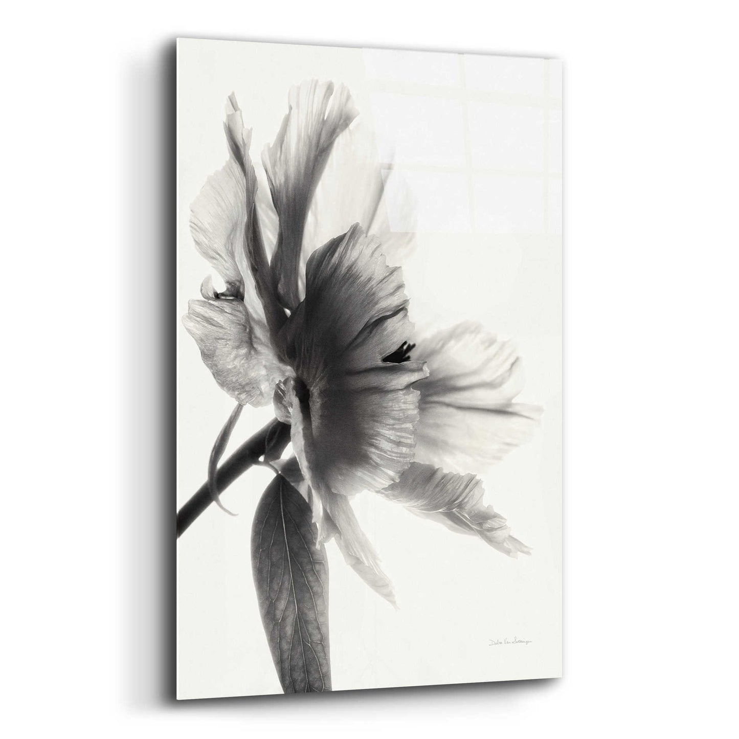 Epic Art 'Translucent Peony IIBW' by Debra Van Swearingen, Acrylic Glass Wall Art,12x16