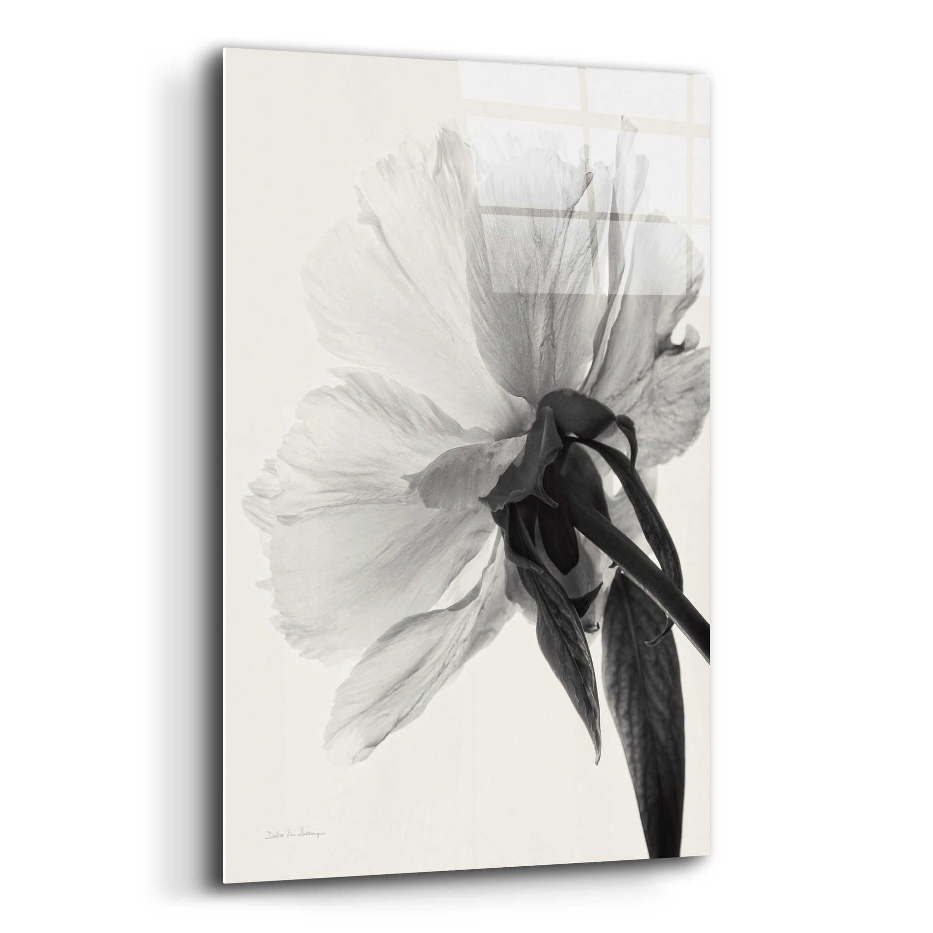 Epic Art 'Translucent Peony IIIBW' by Debra Van Swearingen, Acrylic Glass Wall Art,12x16