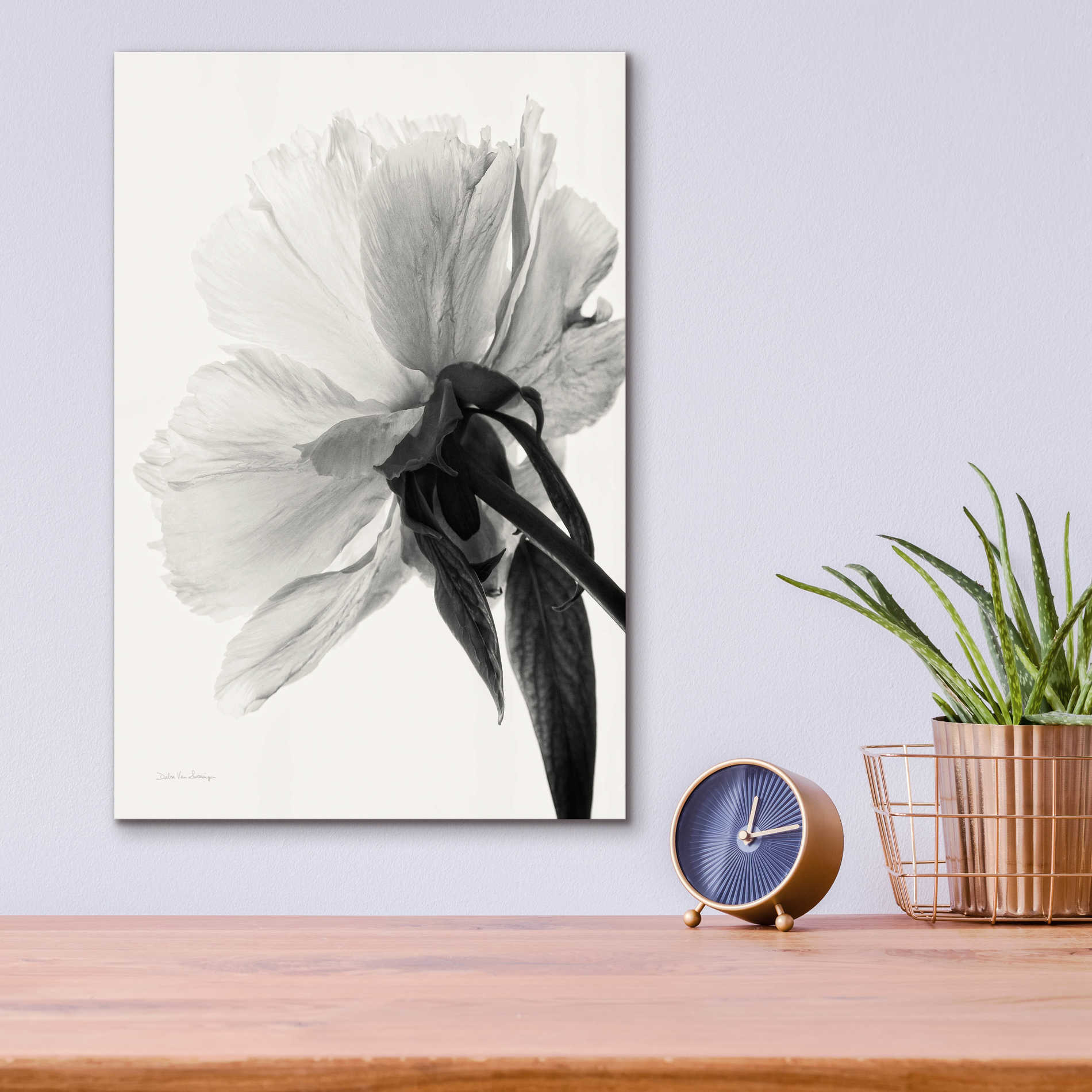 Epic Art 'Translucent Peony IIIBW' by Debra Van Swearingen, Acrylic Glass Wall Art,12x16