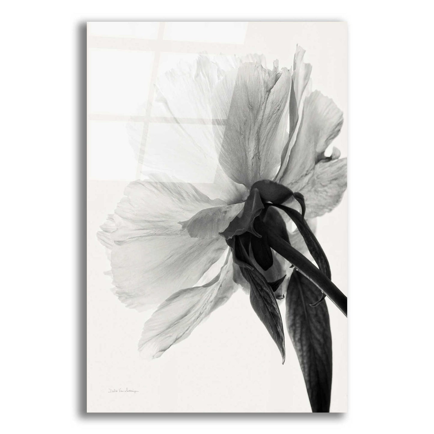 Epic Art 'Translucent Peony IIIBW' by Debra Van Swearingen, Acrylic Glass Wall Art,12x16