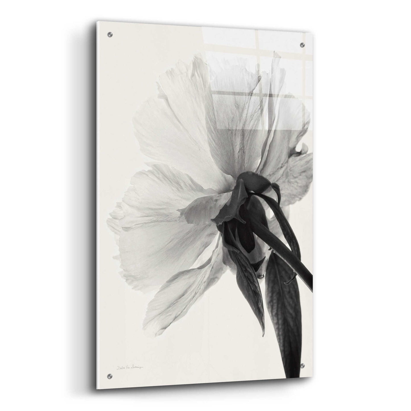 Epic Art 'Translucent Peony IIIBW' by Debra Van Swearingen, Acrylic Glass Wall Art,24x36