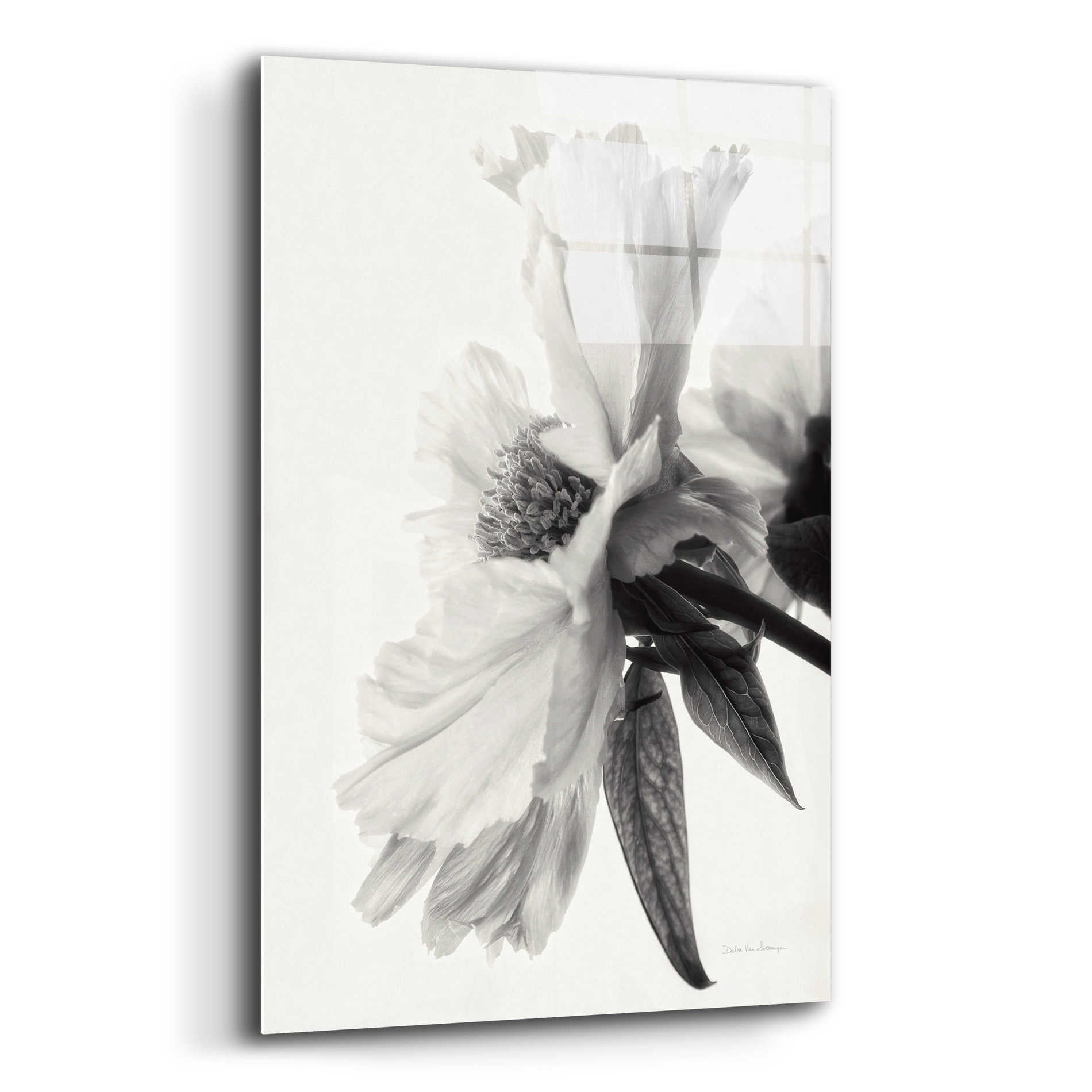 Epic Art 'Translucent Peony IVBW' by Debra Van Swearingen, Acrylic Glass Wall Art,12x16