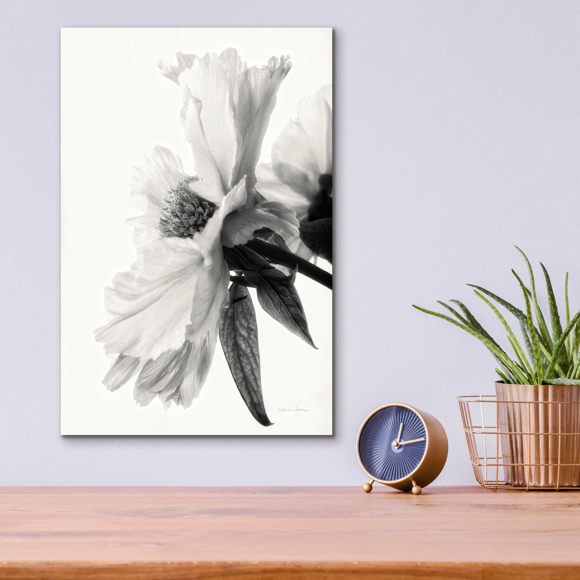 Epic Art 'Translucent Peony IVBW' by Debra Van Swearingen, Acrylic Glass Wall Art,12x16