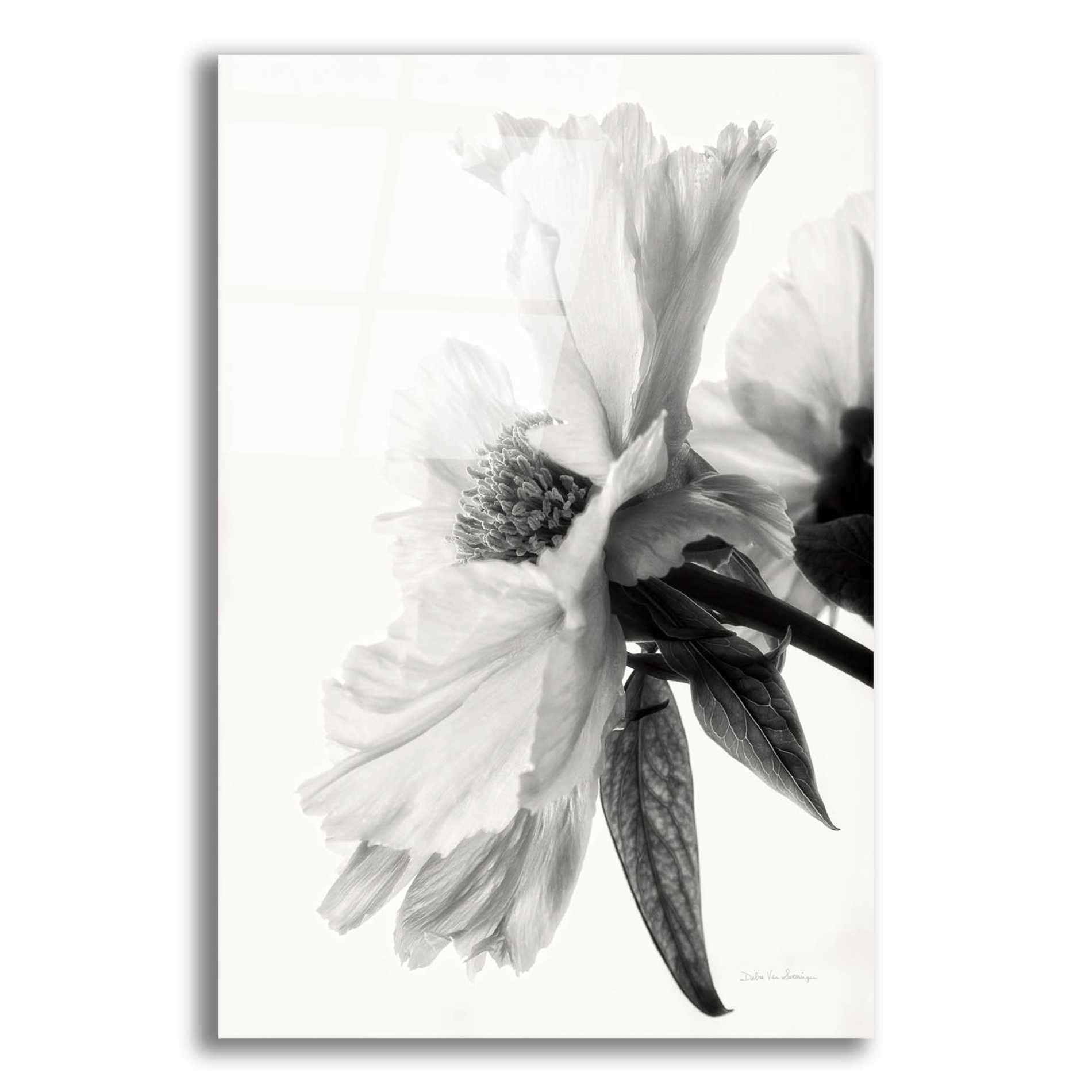 Epic Art 'Translucent Peony IVBW' by Debra Van Swearingen, Acrylic Glass Wall Art,12x16