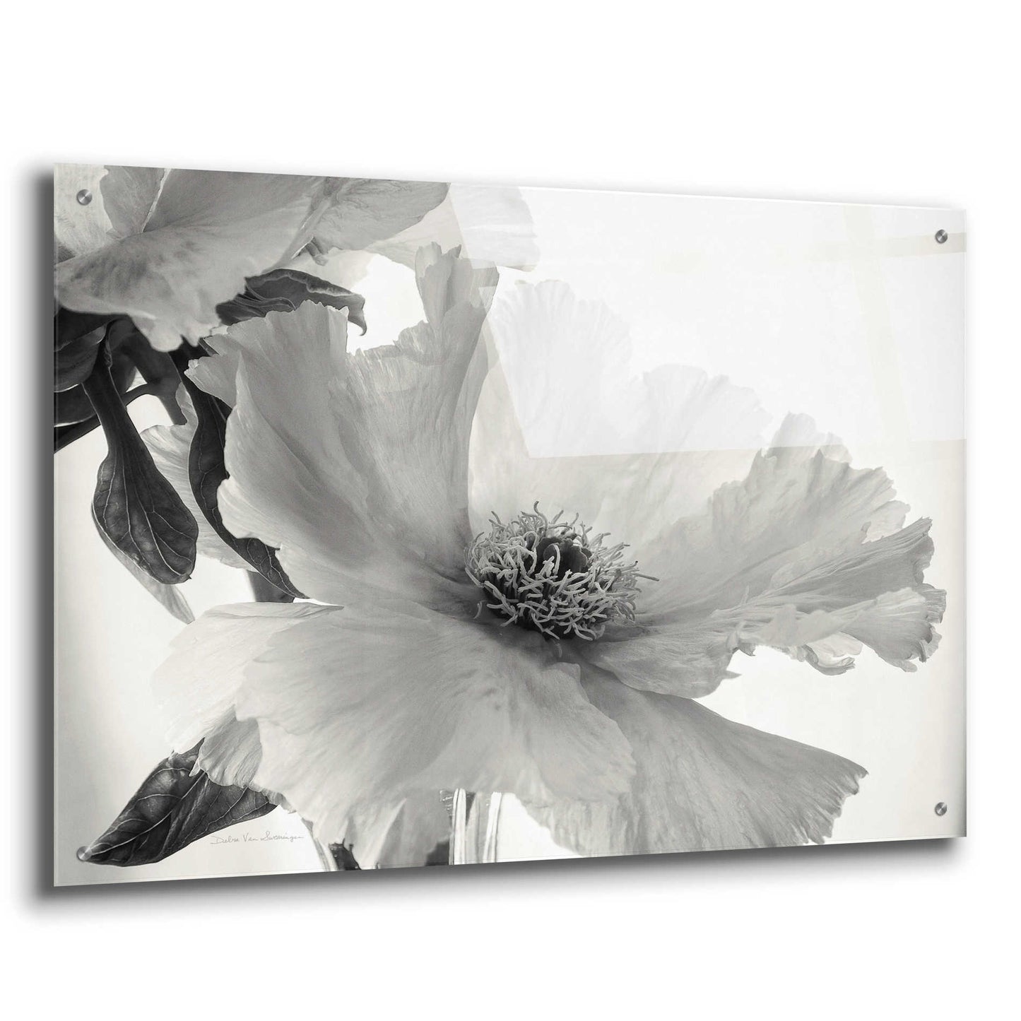 Epic Art 'Translucent Peony VIBW' by Debra Van Swearingen, Acrylic Glass Wall Art,36x24