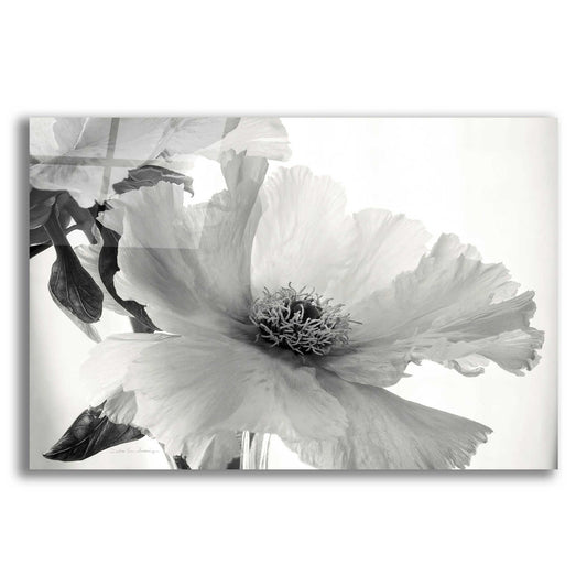 Epic Art 'Translucent Peony VIBW' by Debra Van Swearingen, Acrylic Glass Wall Art