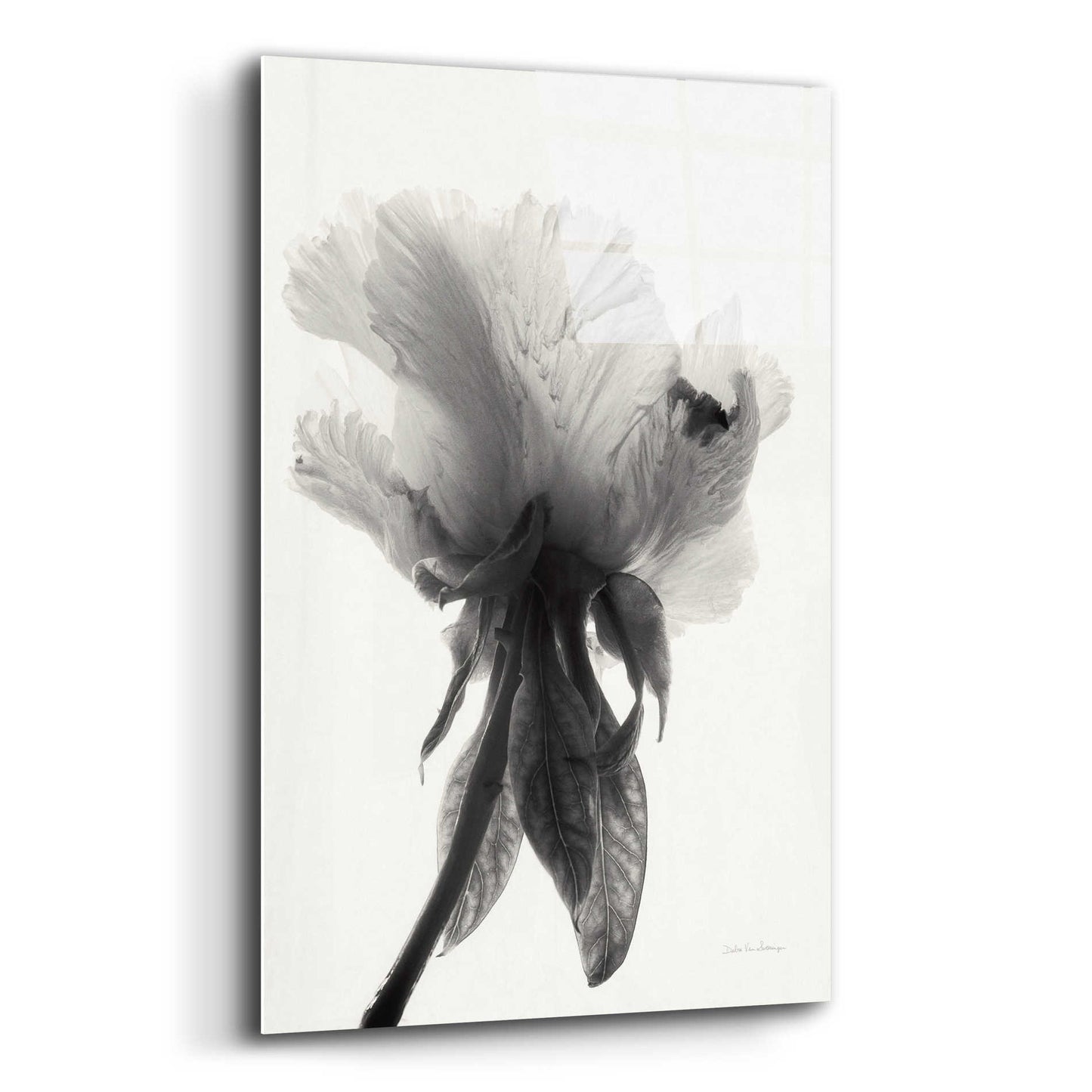 Epic Art 'Translucent Peony VIIBW' by Debra Van Swearingen, Acrylic Glass Wall Art,12x16