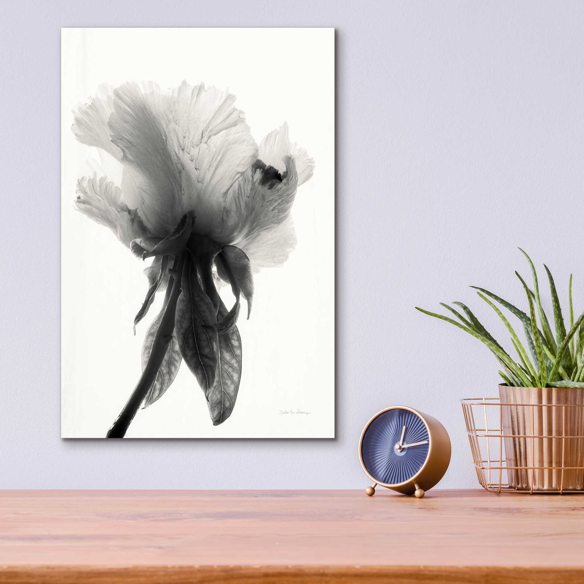 Epic Art 'Translucent Peony VIIBW' by Debra Van Swearingen, Acrylic Glass Wall Art,12x16