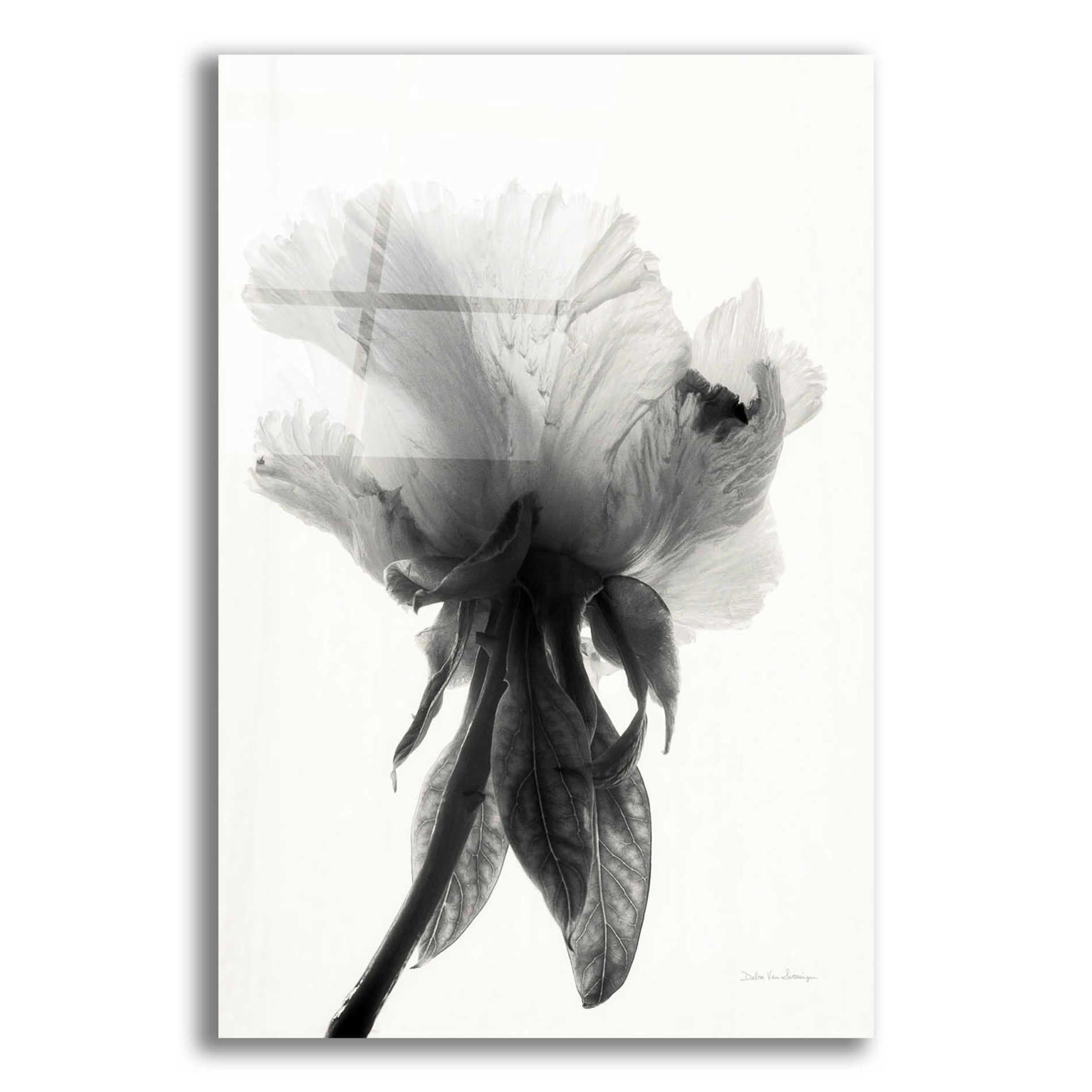 Epic Art 'Translucent Peony VIIBW' by Debra Van Swearingen, Acrylic Glass Wall Art,12x16