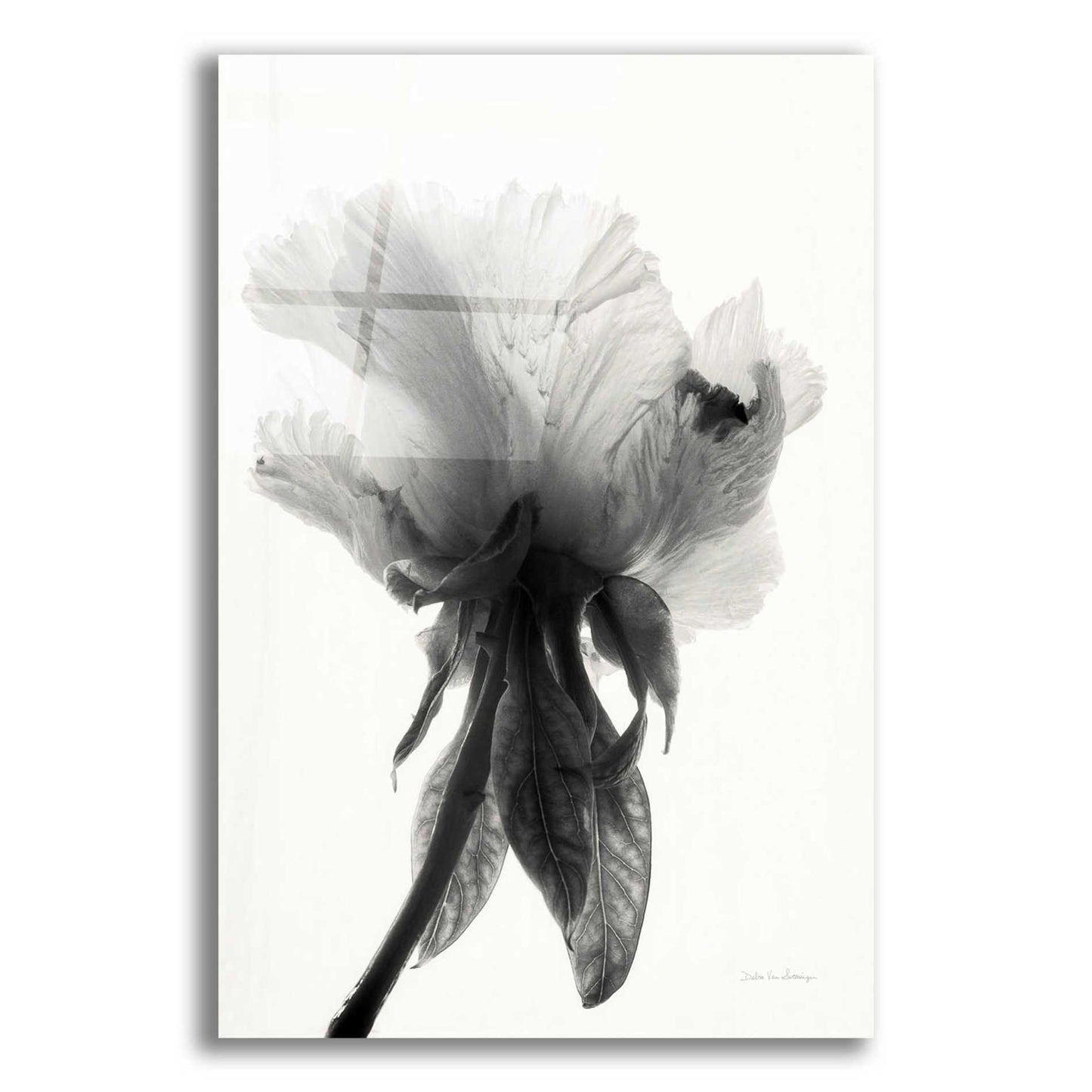 Epic Art 'Translucent Peony VIIBW' by Debra Van Swearingen, Acrylic Glass Wall Art,16x24