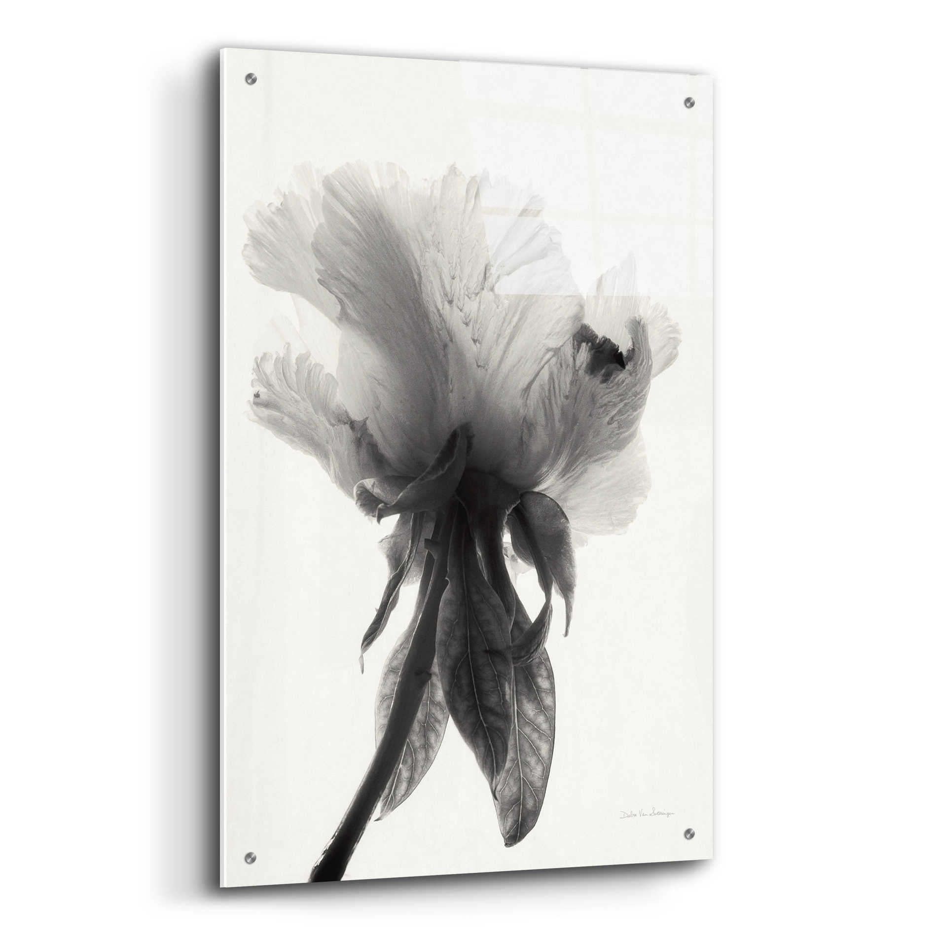 Epic Art 'Translucent Peony VIIBW' by Debra Van Swearingen, Acrylic Glass Wall Art,24x36