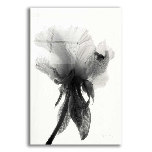 Epic Art 'Translucent Peony VIIBW' by Debra Van Swearingen, Acrylic Glass Wall Art