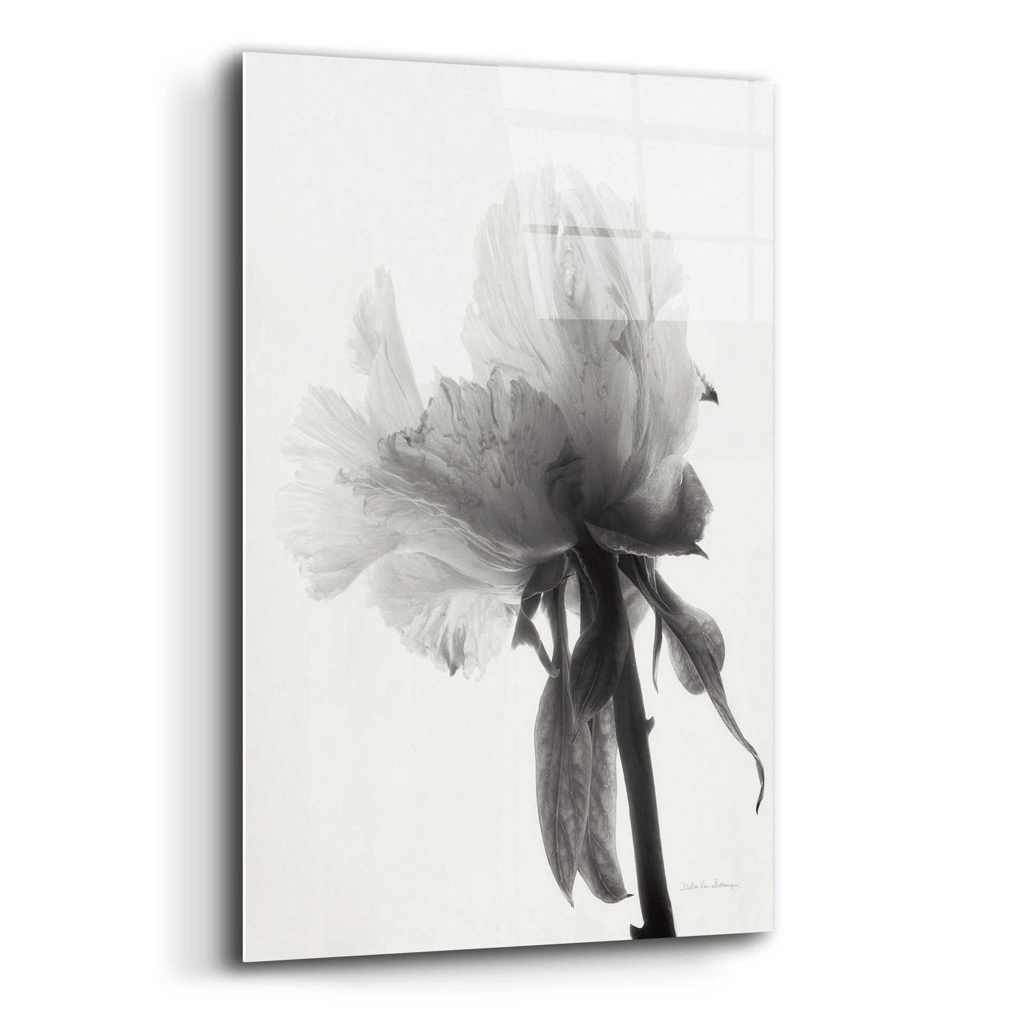 Epic Art 'Translucent Peony VIIIBW' by Debra Van Swearingen, Acrylic Glass Wall Art,12x16