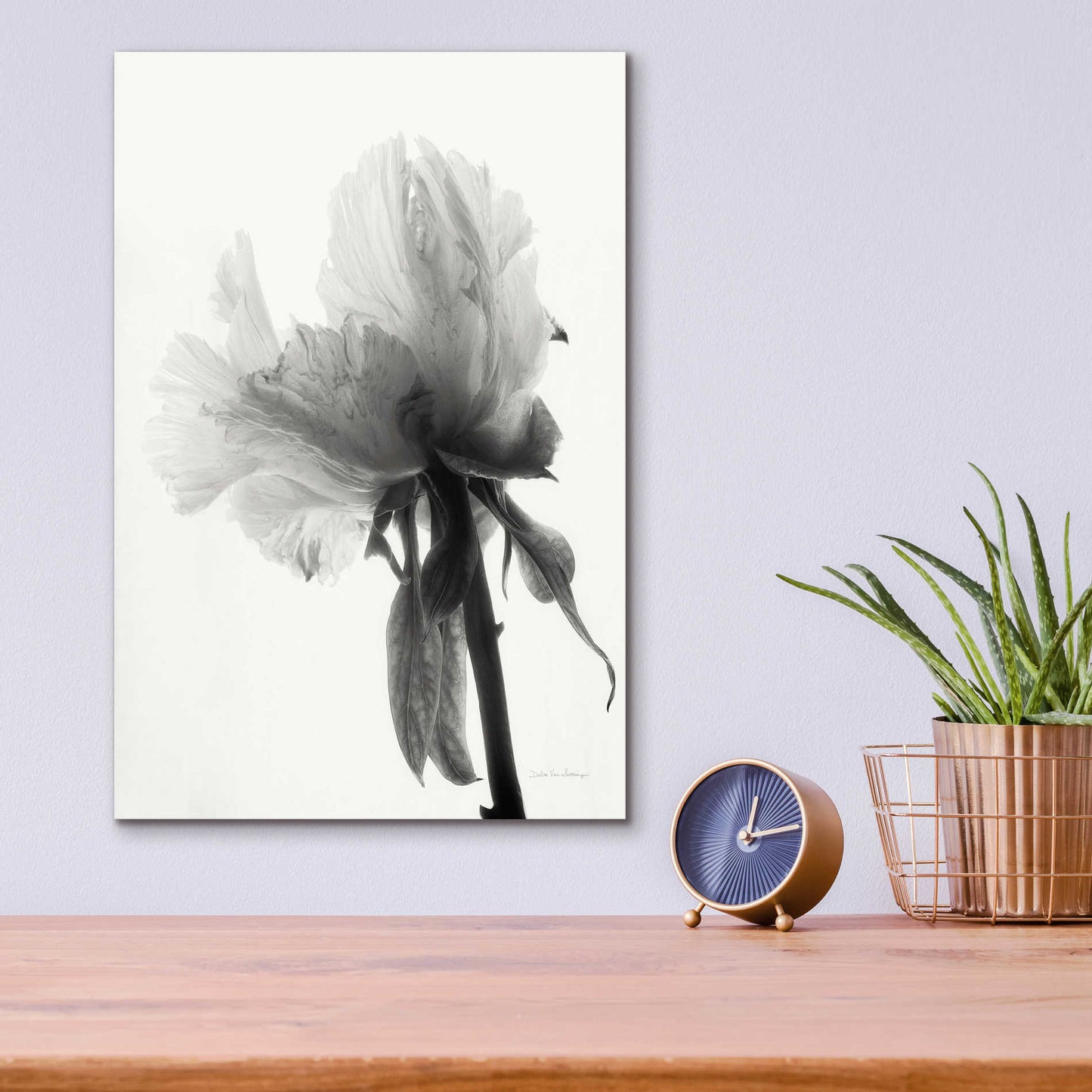 Epic Art 'Translucent Peony VIIIBW' by Debra Van Swearingen, Acrylic Glass Wall Art,12x16