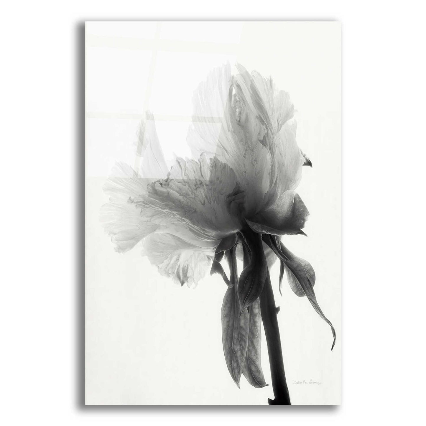 Epic Art 'Translucent Peony VIIIBW' by Debra Van Swearingen, Acrylic Glass Wall Art,12x16