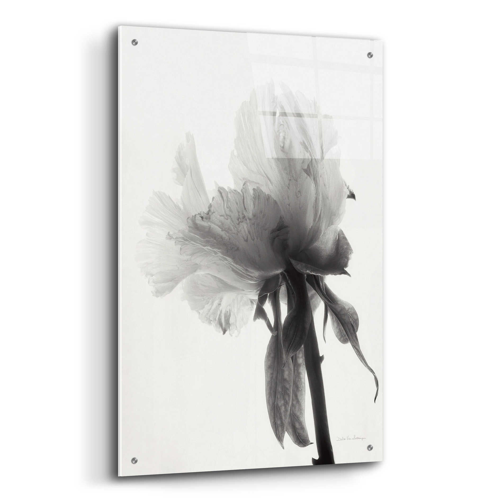 Epic Art 'Translucent Peony VIIIBW' by Debra Van Swearingen, Acrylic Glass Wall Art,24x36