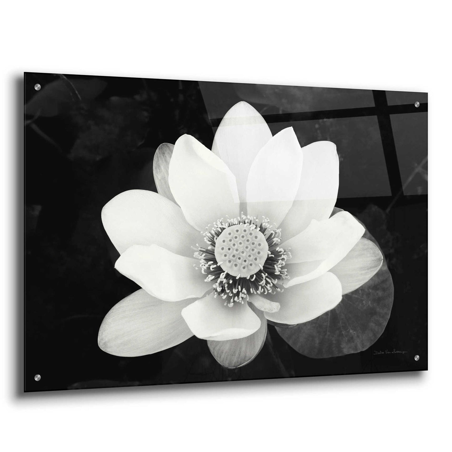 Epic Art 'Lotus Flower II v2' by Debra Van Swearingen, Acrylic Glass Wall Art,36x24