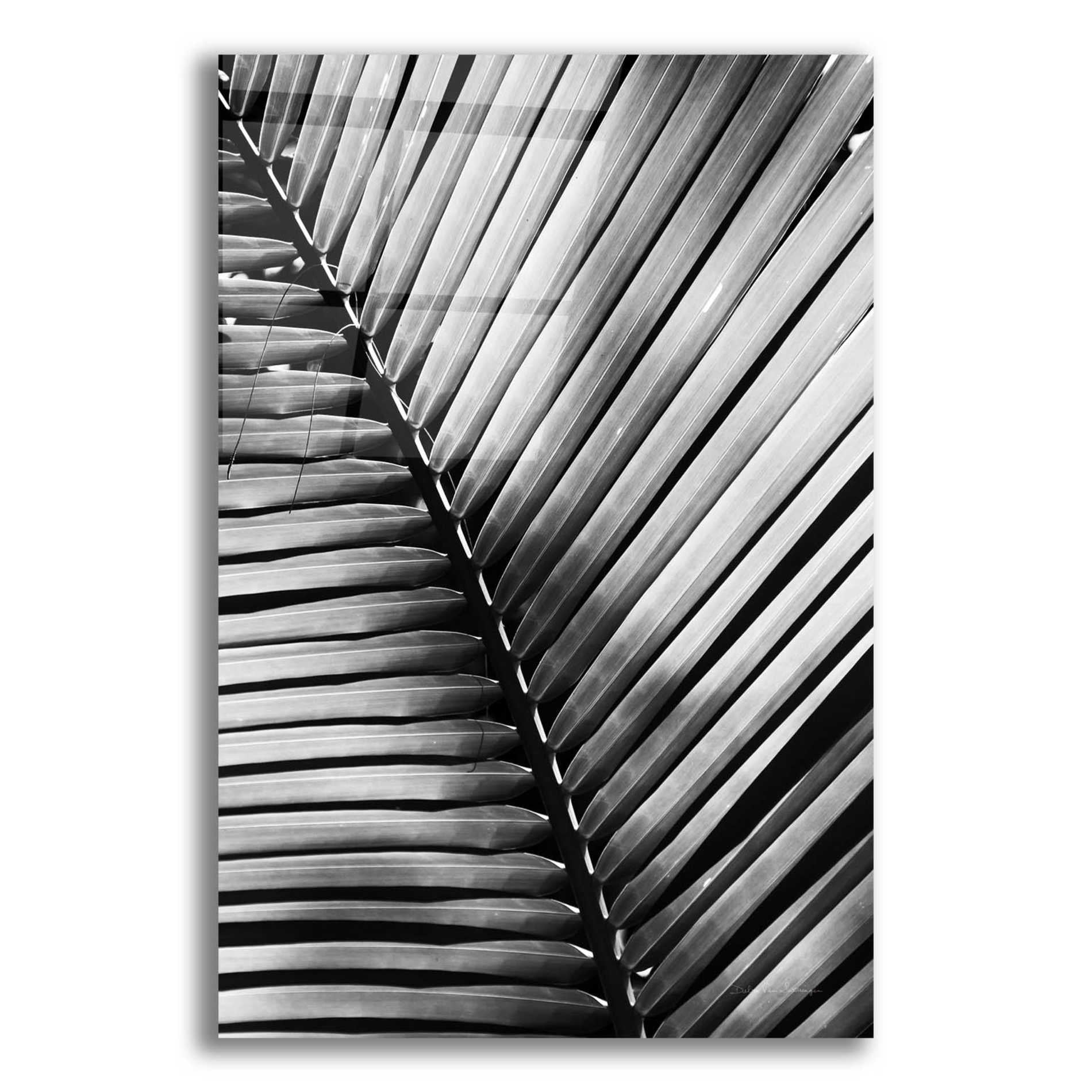 Epic Art 'Palm Frond I' by Debra Van Swearingen, Acrylic Glass Wall Art