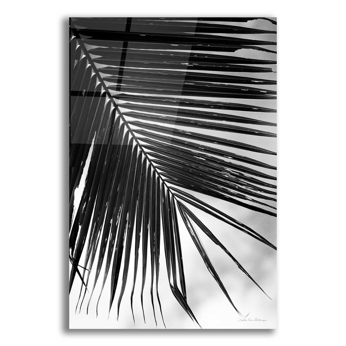 Epic Art 'Palm Frond II' by Debra Van Swearingen, Acrylic Glass Wall Art,12x16