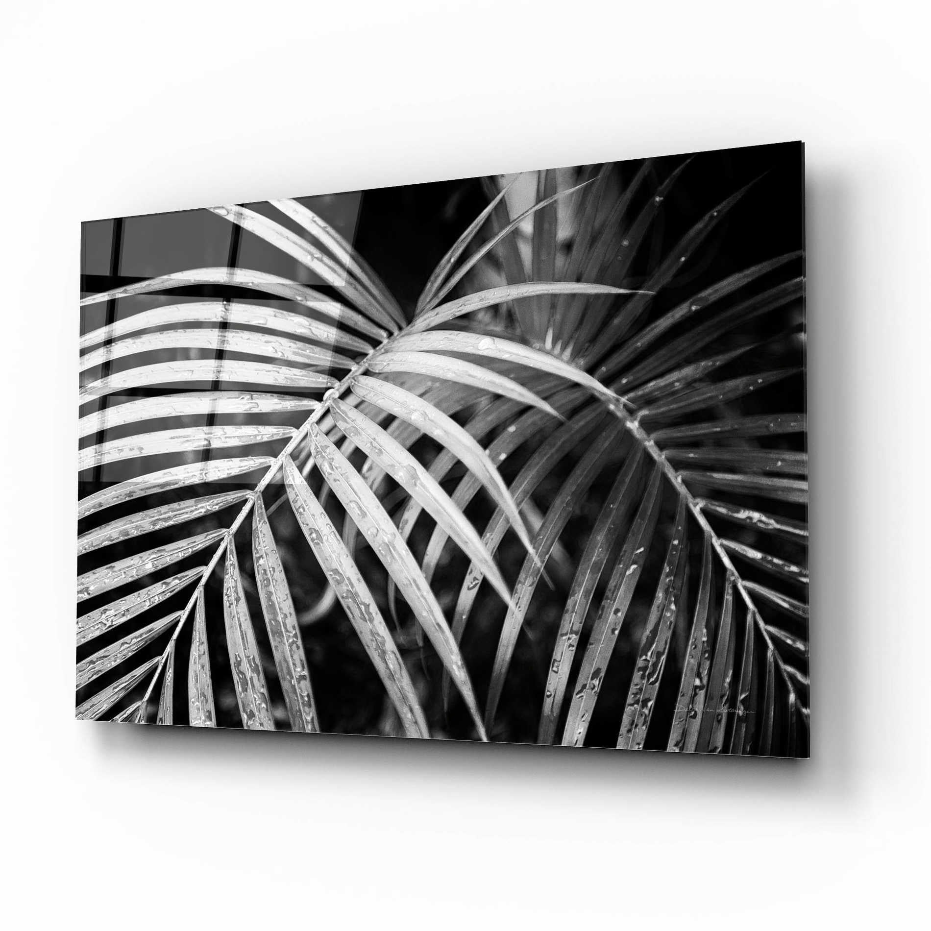 Epic Art 'Palm Fronds' by Debra Van Swearingen, Acrylic Glass Wall Art,16x12