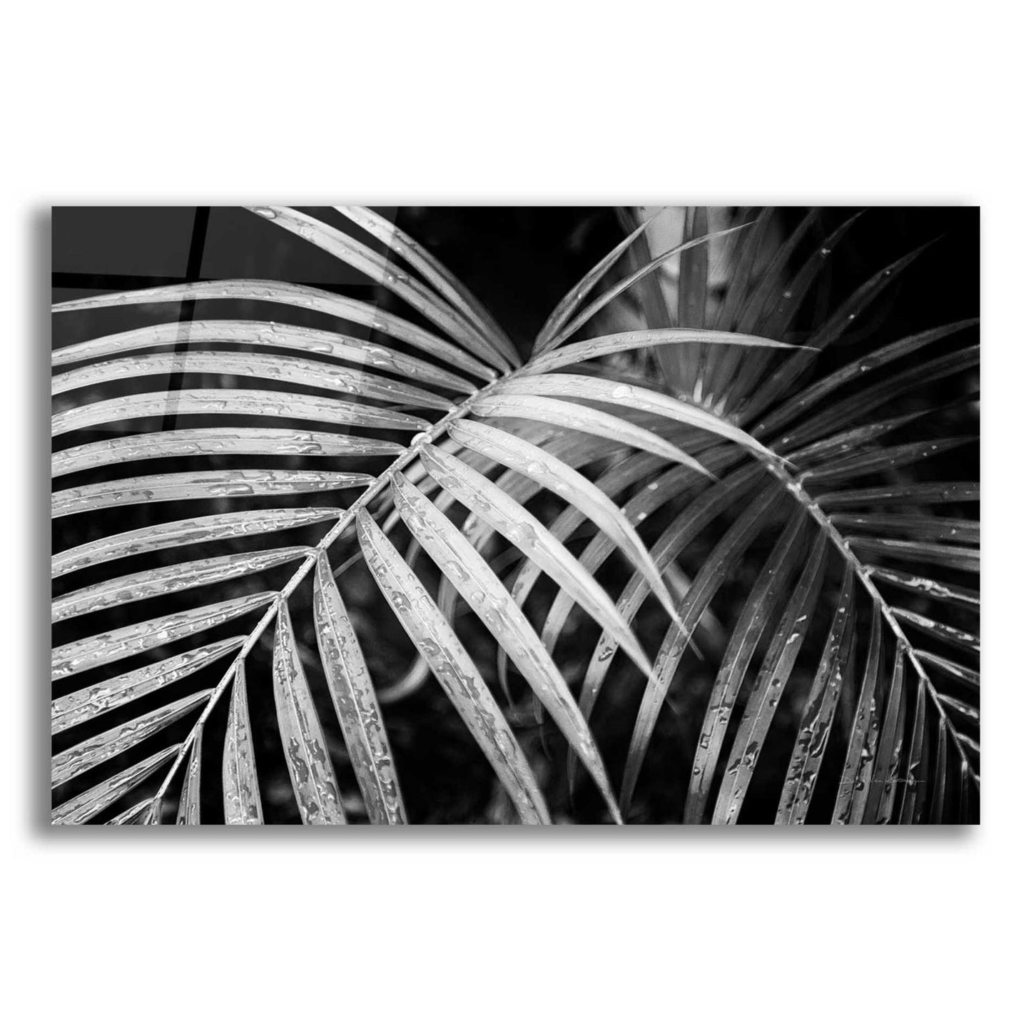 Epic Art 'Palm Fronds' by Debra Van Swearingen, Acrylic Glass Wall Art,16x12