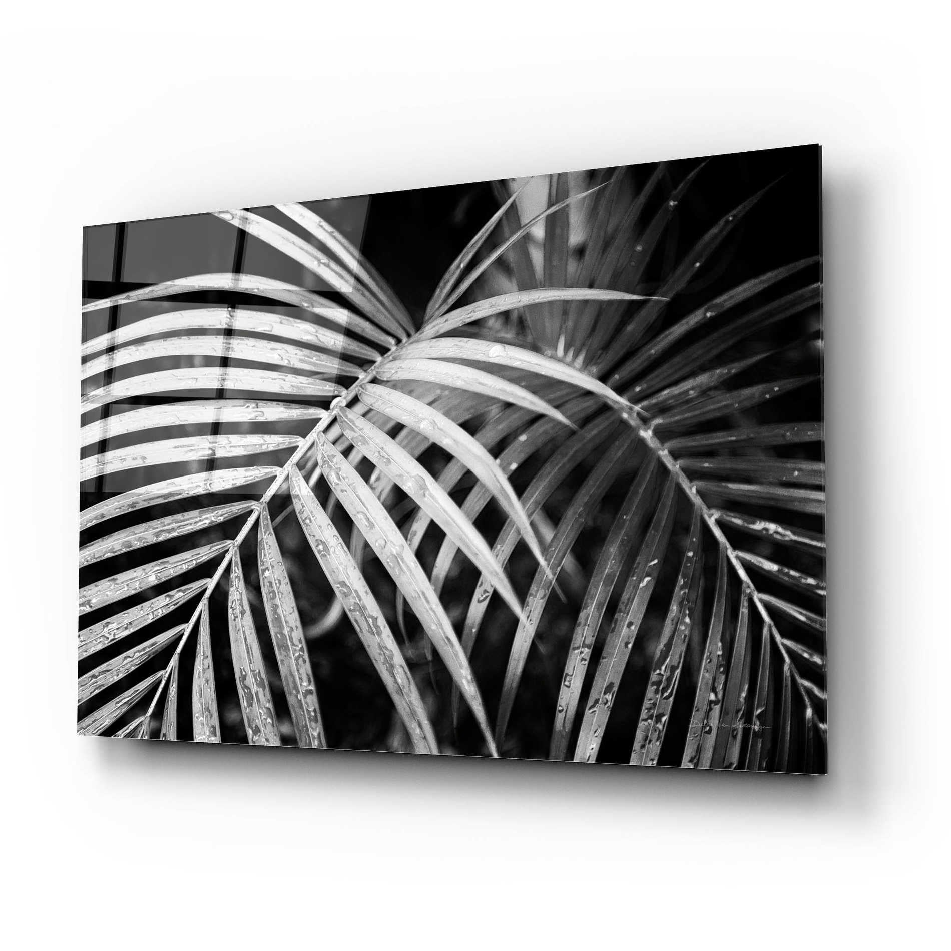 Epic Art 'Palm Fronds' by Debra Van Swearingen, Acrylic Glass Wall Art,24x16