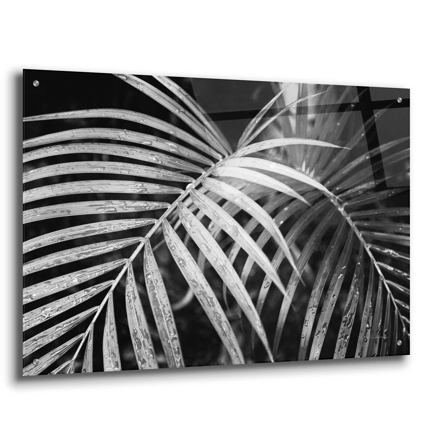 Epic Art 'Palm Fronds' by Debra Van Swearingen, Acrylic Glass Wall Art,36x24