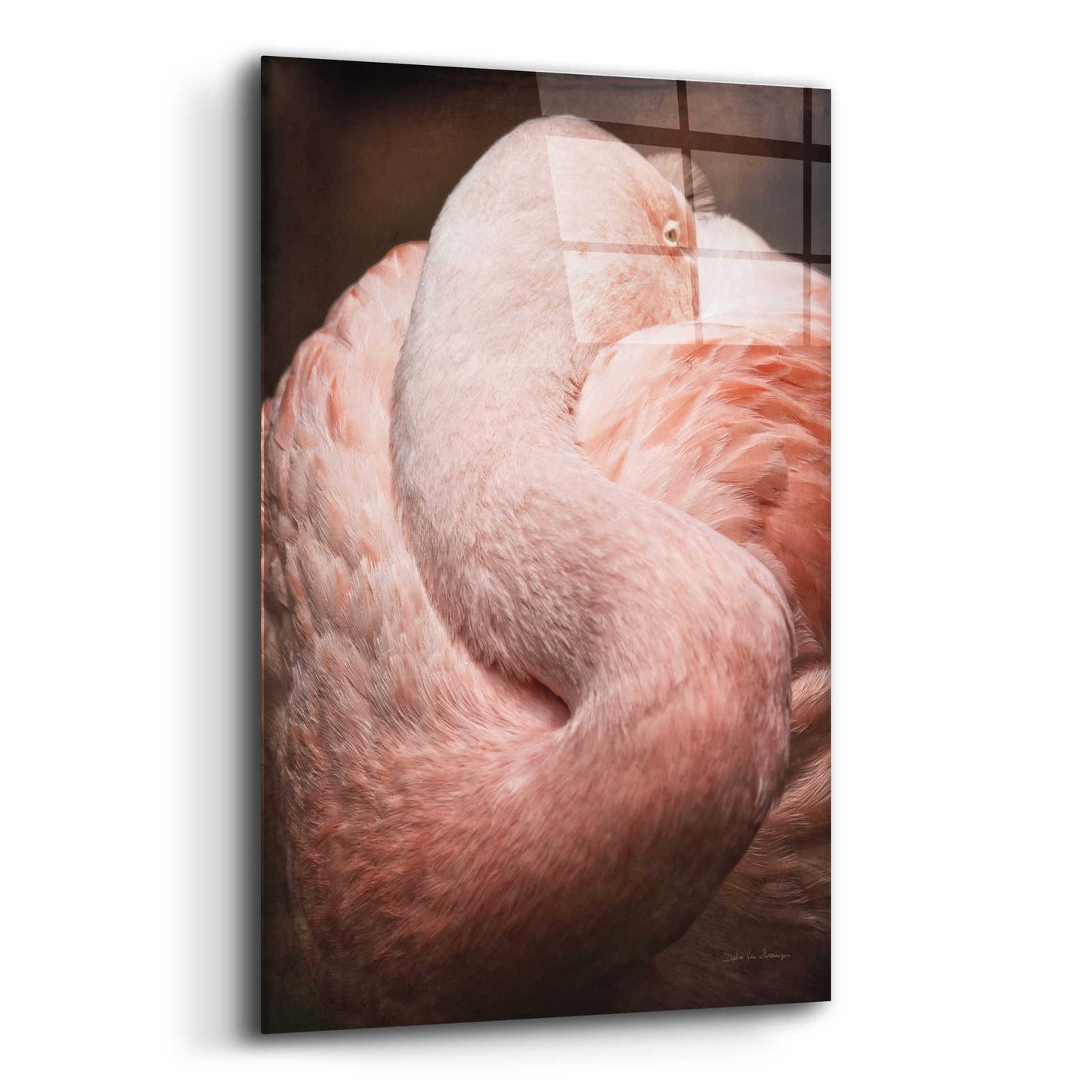 Epic Art 'Chilean Flamingo I' by Debra Van Swearingen, Acrylic Glass Wall Art,12x16