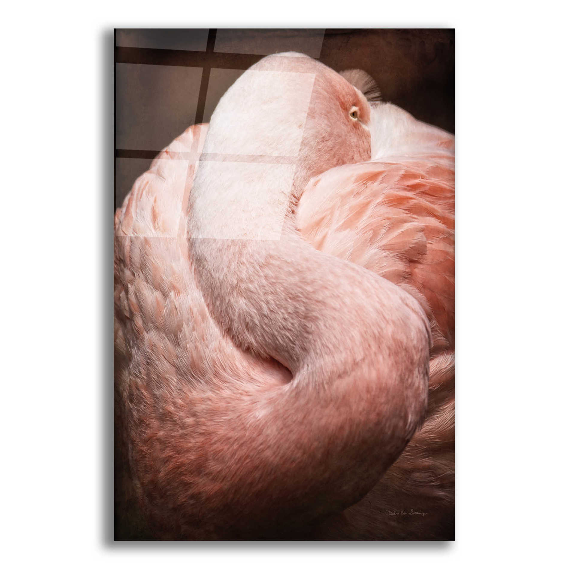 Epic Art 'Chilean Flamingo I' by Debra Van Swearingen, Acrylic Glass Wall Art,16x24
