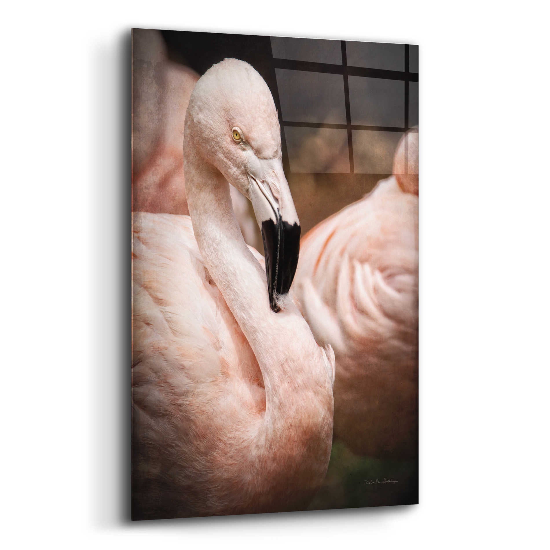 Epic Art 'Chilean Flamingo II' by Debra Van Swearingen, Acrylic Glass Wall Art,12x16