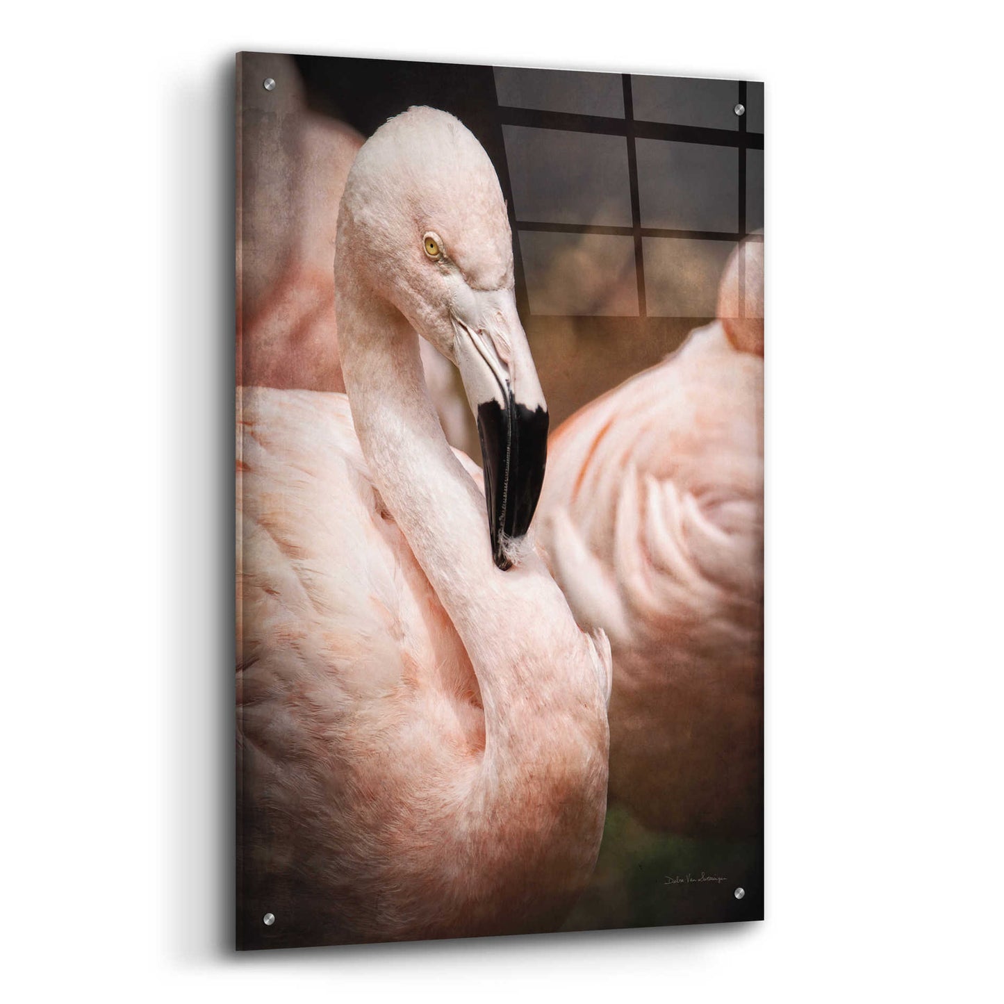 Epic Art 'Chilean Flamingo II' by Debra Van Swearingen, Acrylic Glass Wall Art,24x36