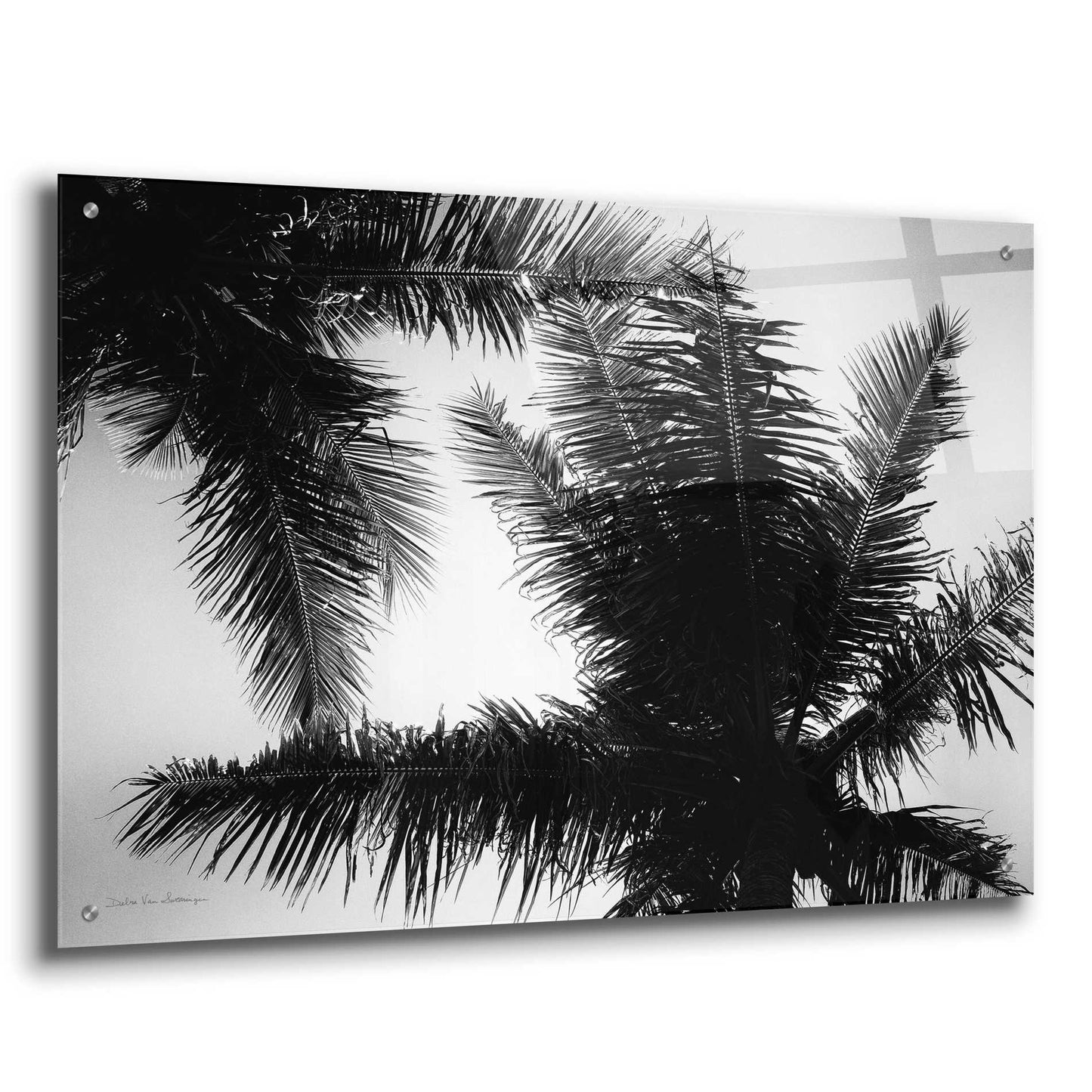 Epic Art 'Palm Tree Looking Up I' by Debra Van Swearingen, Acrylic Glass Wall Art,36x24