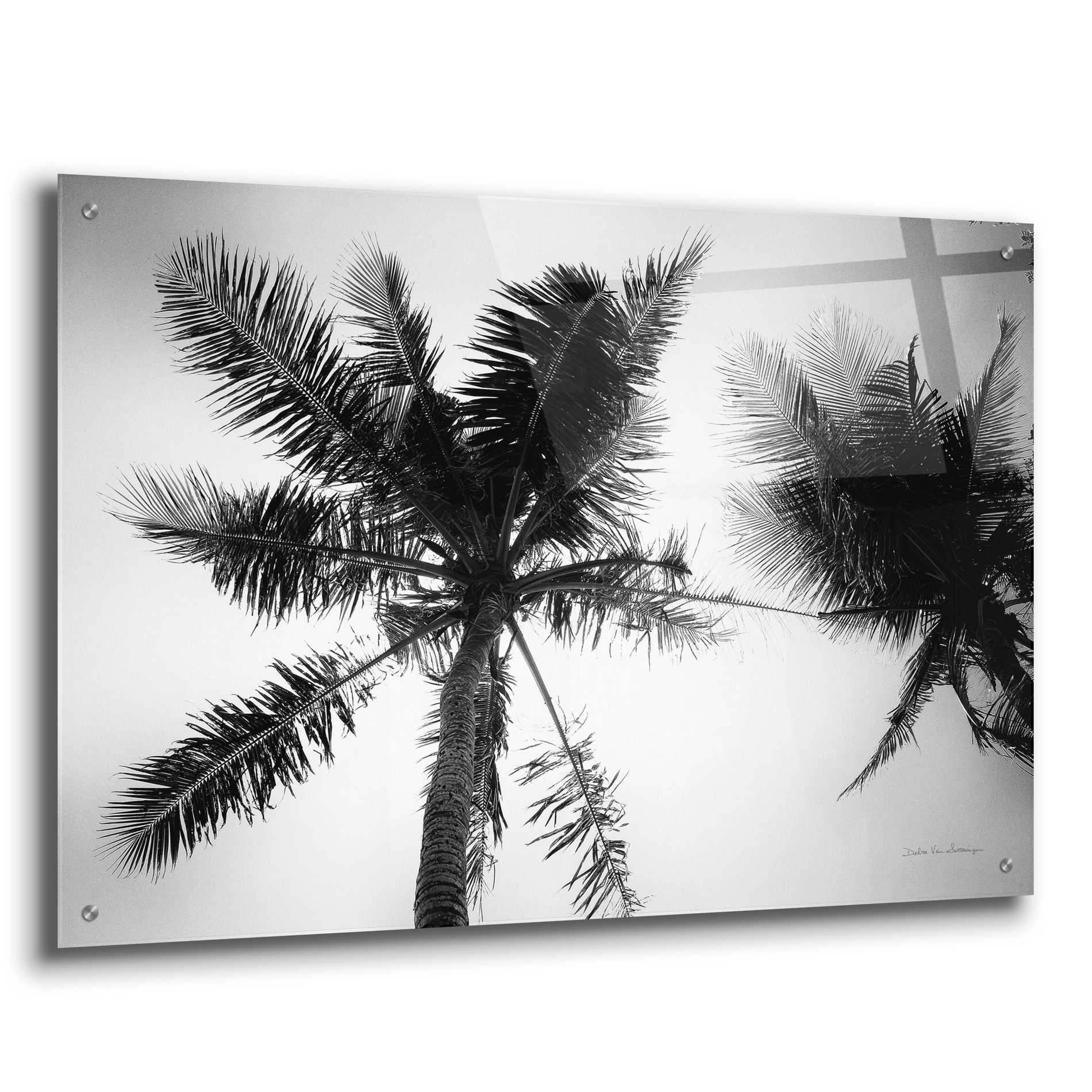 Epic Art 'Palm Tree Looking Up II' by Debra Van Swearingen, Acrylic Glass Wall Art,36x24