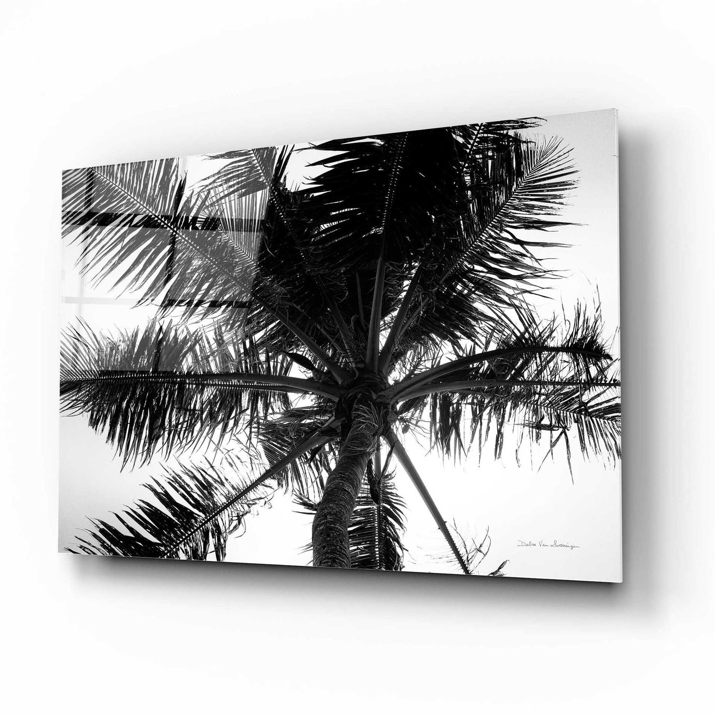 Epic Art 'Palm Tree Looking Up III' by Debra Van Swearingen, Acrylic Glass Wall Art,16x12