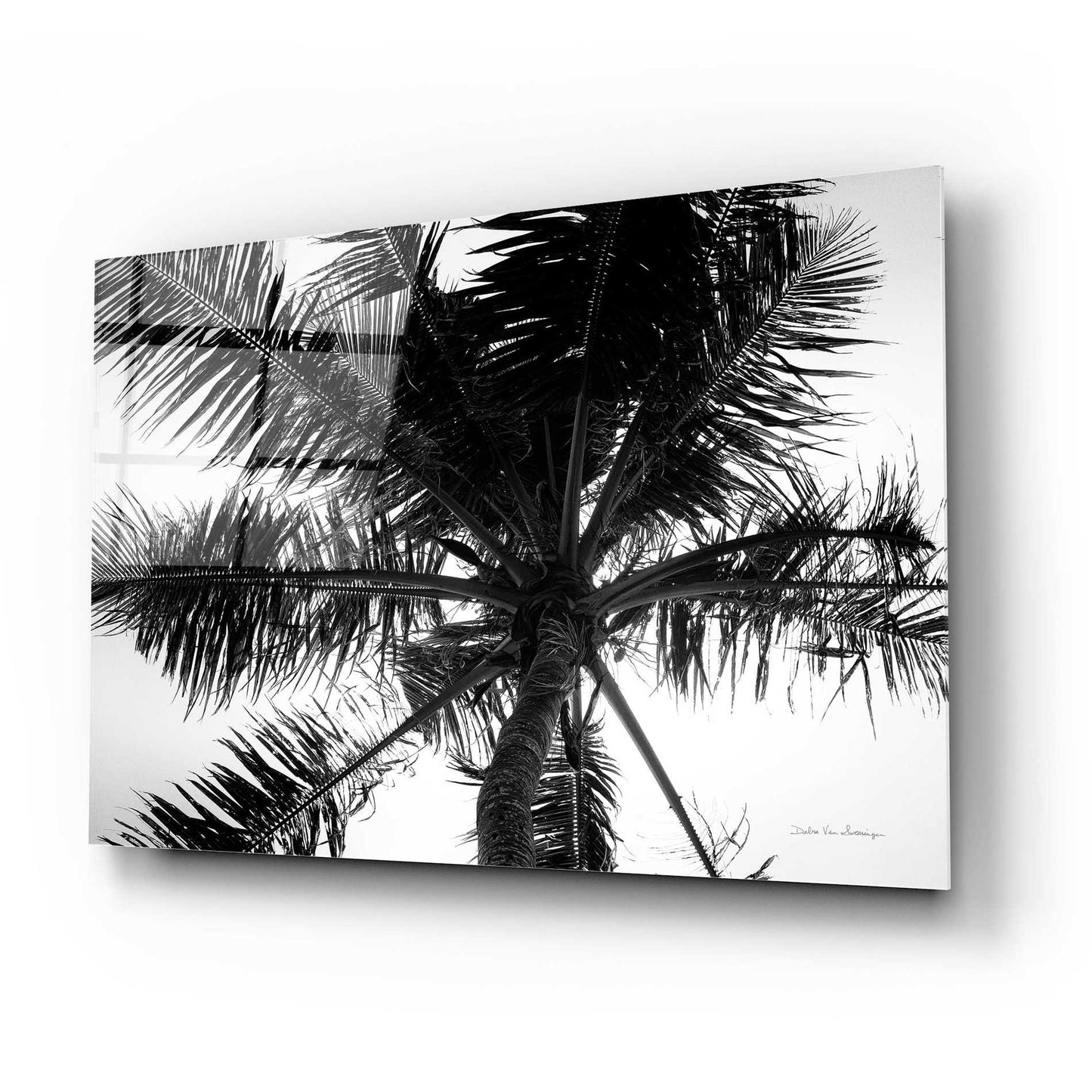 Epic Art 'Palm Tree Looking Up III' by Debra Van Swearingen, Acrylic Glass Wall Art,24x16