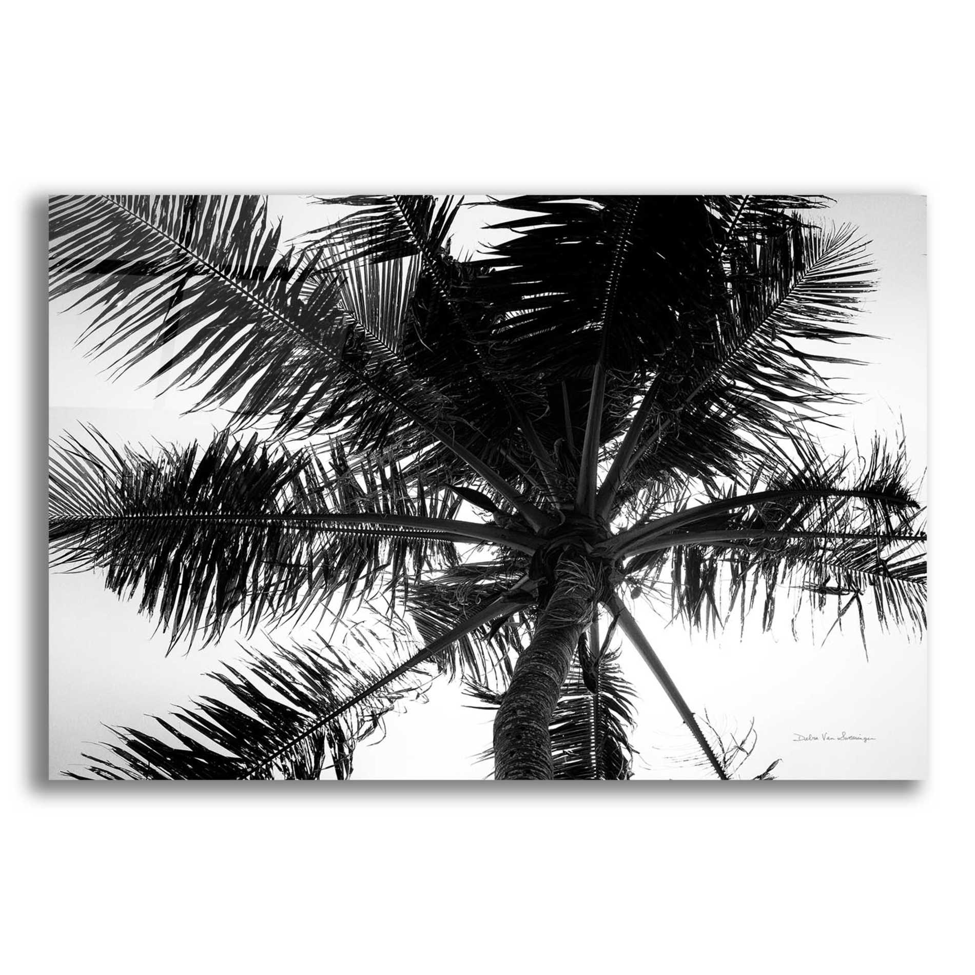 Epic Art 'Palm Tree Looking Up III' by Debra Van Swearingen, Acrylic Glass Wall Art,24x16